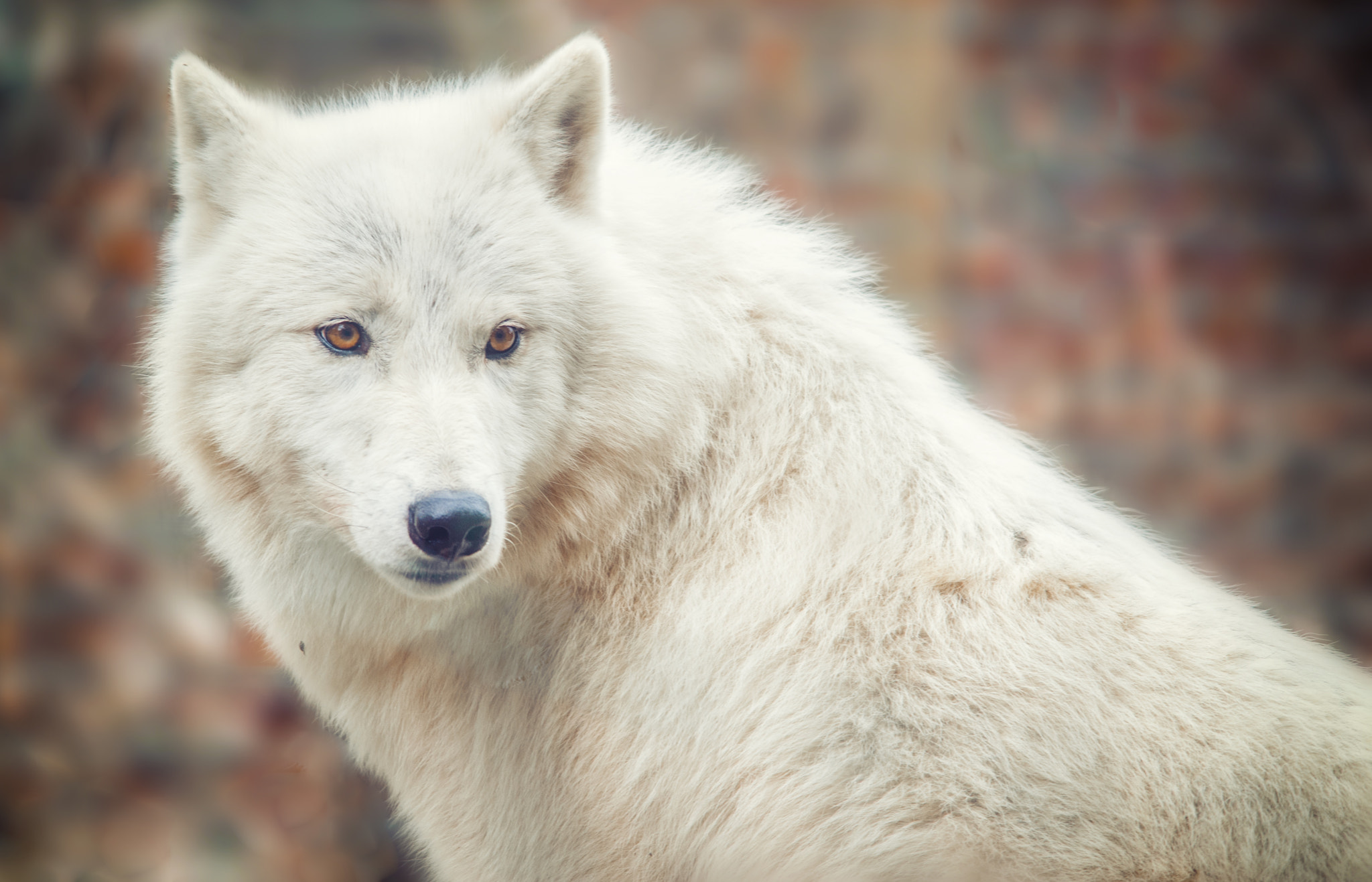 Sigma 150-500mm F5-6.3 DG OS HSM sample photo. Loup photography