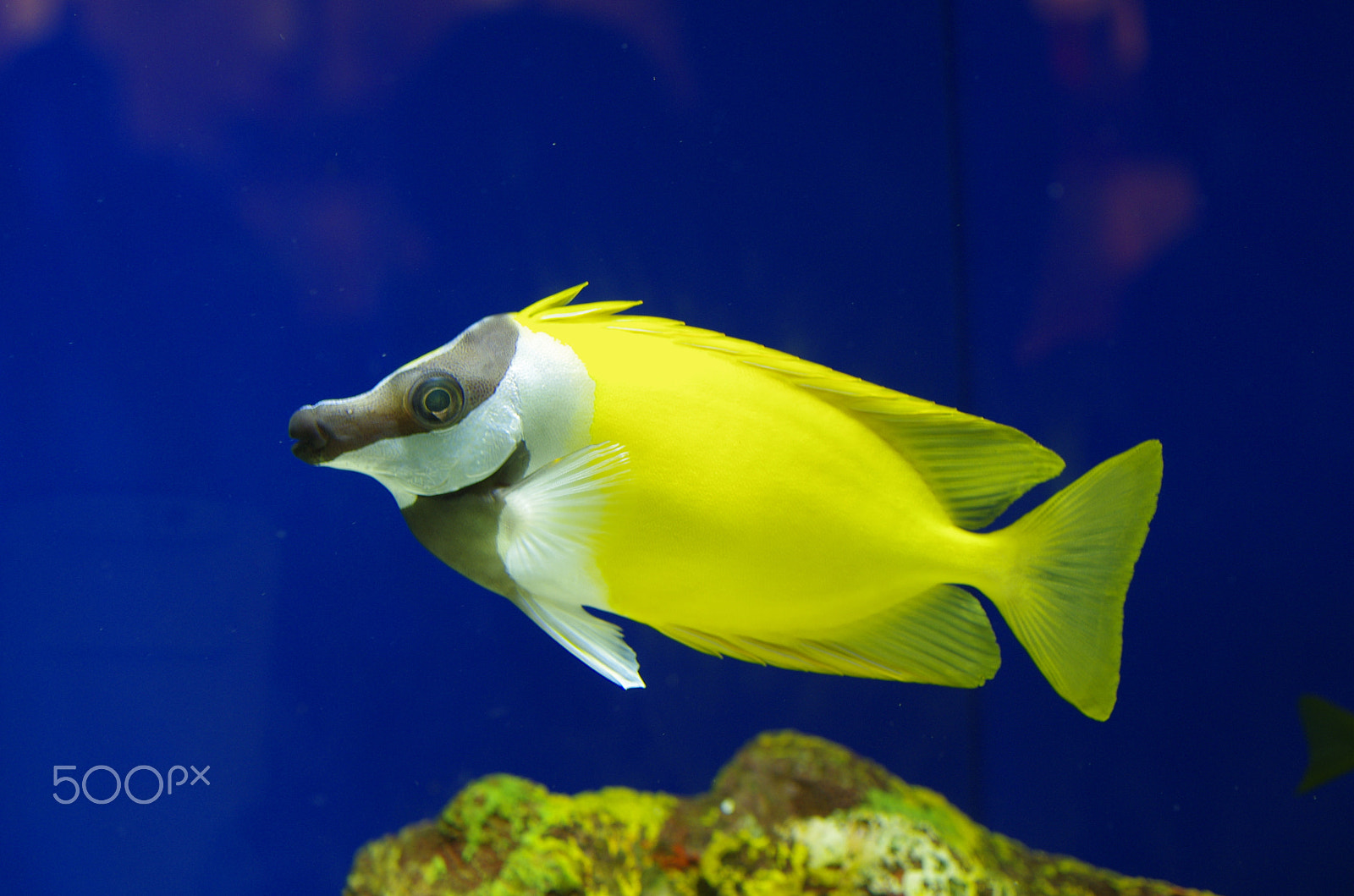 Pentax K-5 + HD Pentax DA 35mm F2.8 Macro Limited sample photo. A fish photography