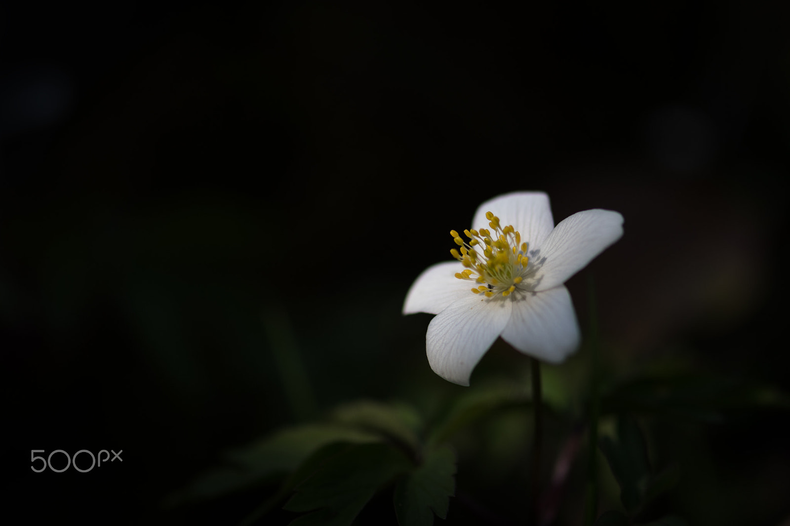 Nikon AF-S Micro-Nikkor 105mm F2.8G IF-ED VR sample photo. Anémone sylvie photography