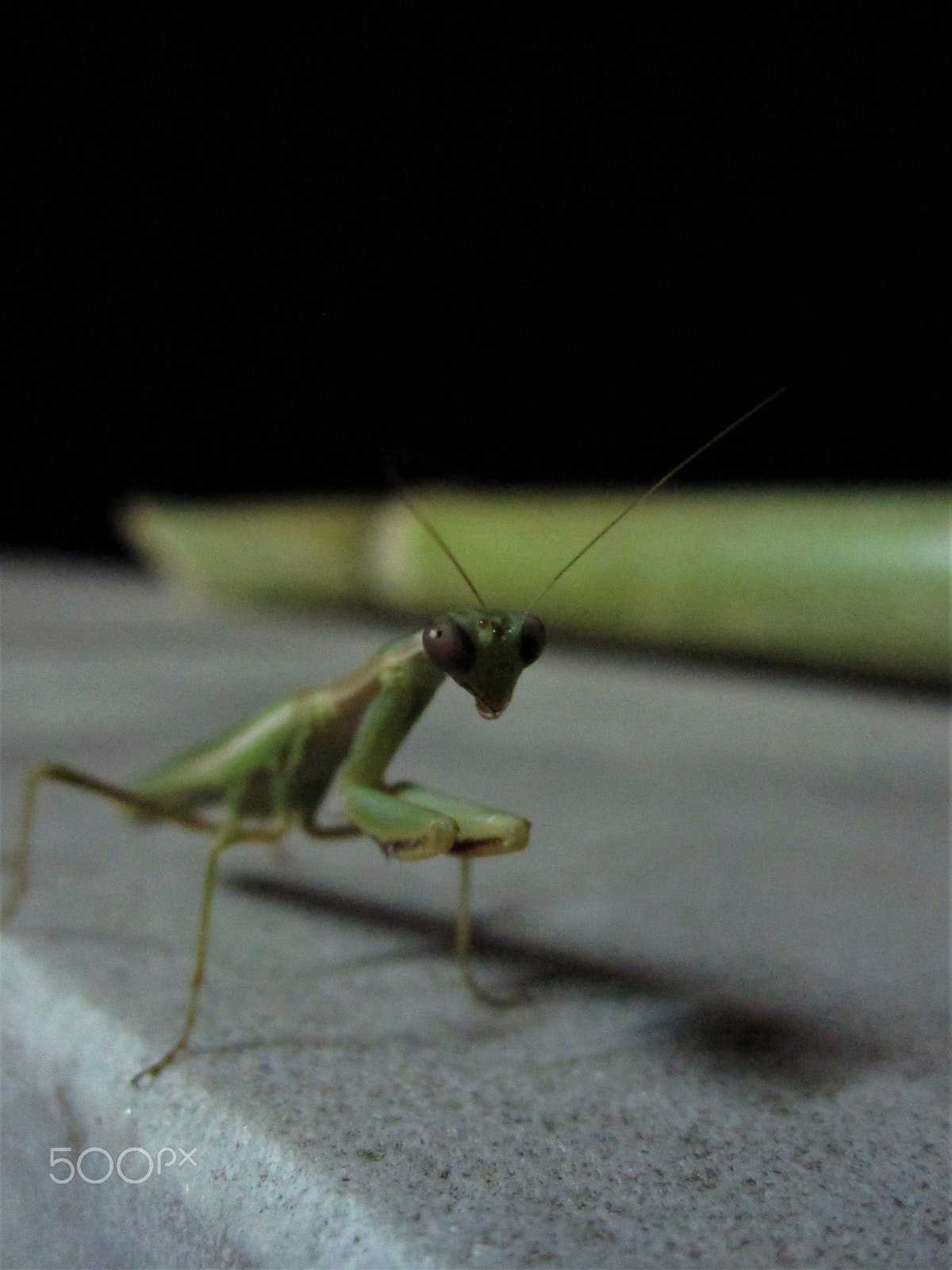 Canon PowerShot SD780 IS (Digital IXUS 100 IS / IXY Digital 210 IS) sample photo. Mantis photography