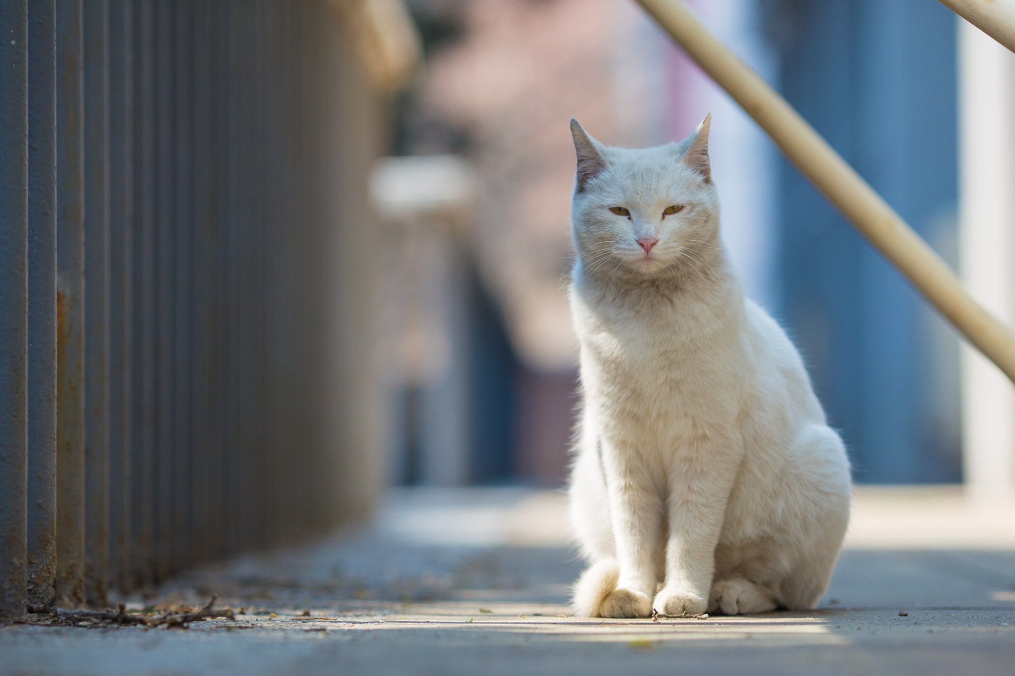 Canon EOS 6D + Canon EF 135mm F2L USM sample photo. “你瞅啥？” photography