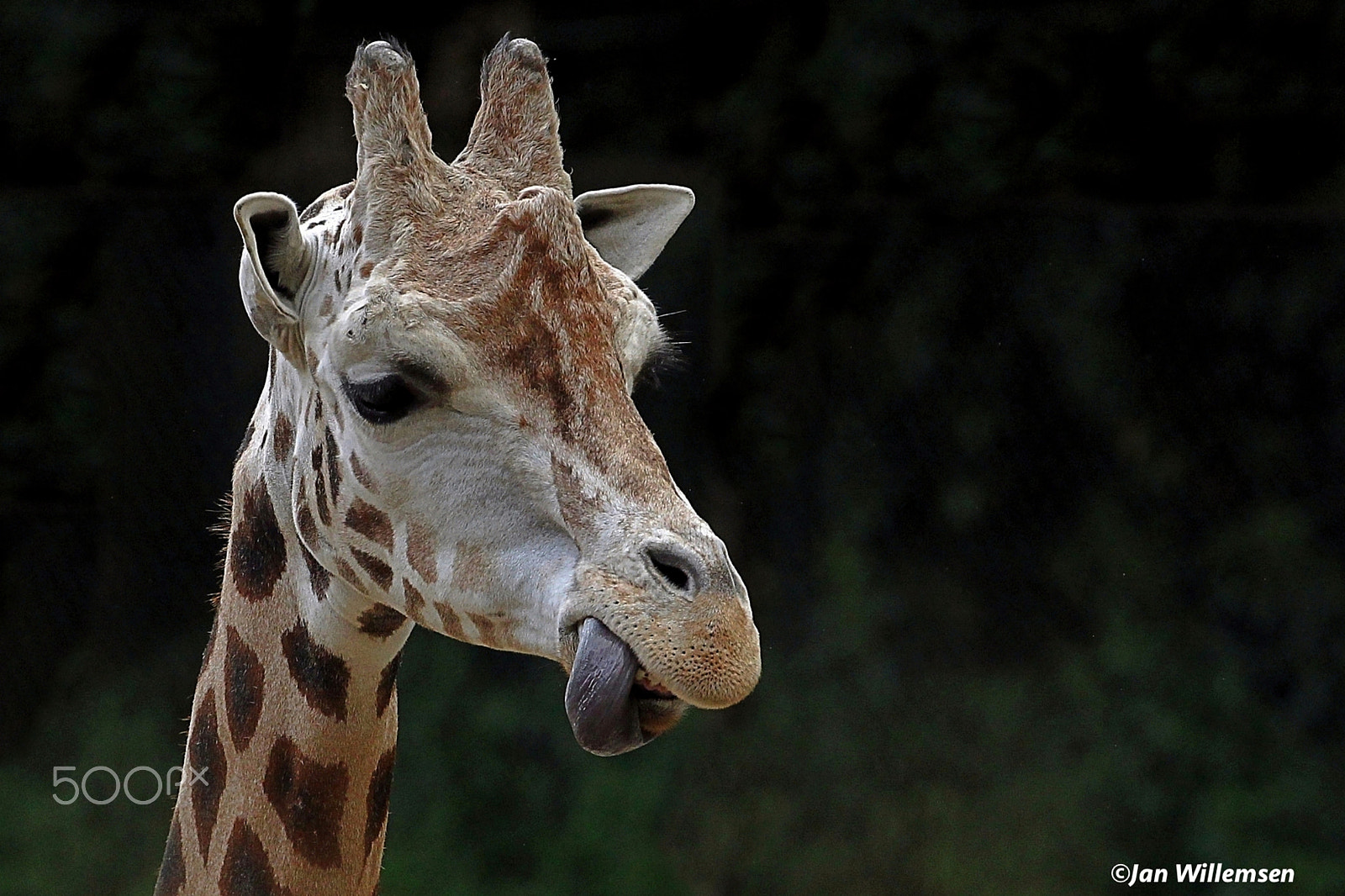 Canon EF 300mm F2.8L IS II USM sample photo. Rothschild's giraffe photography