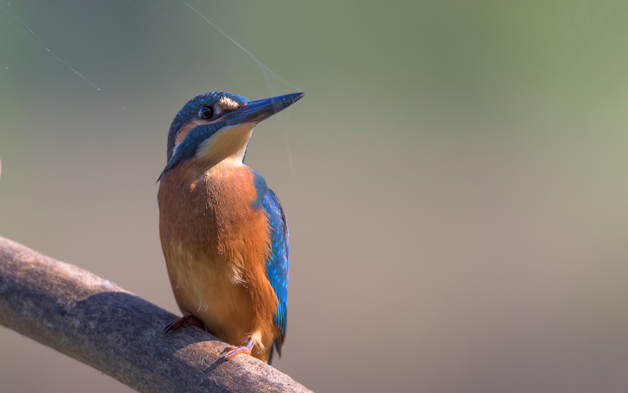 Nikon D810 sample photo. Kingfisher photography