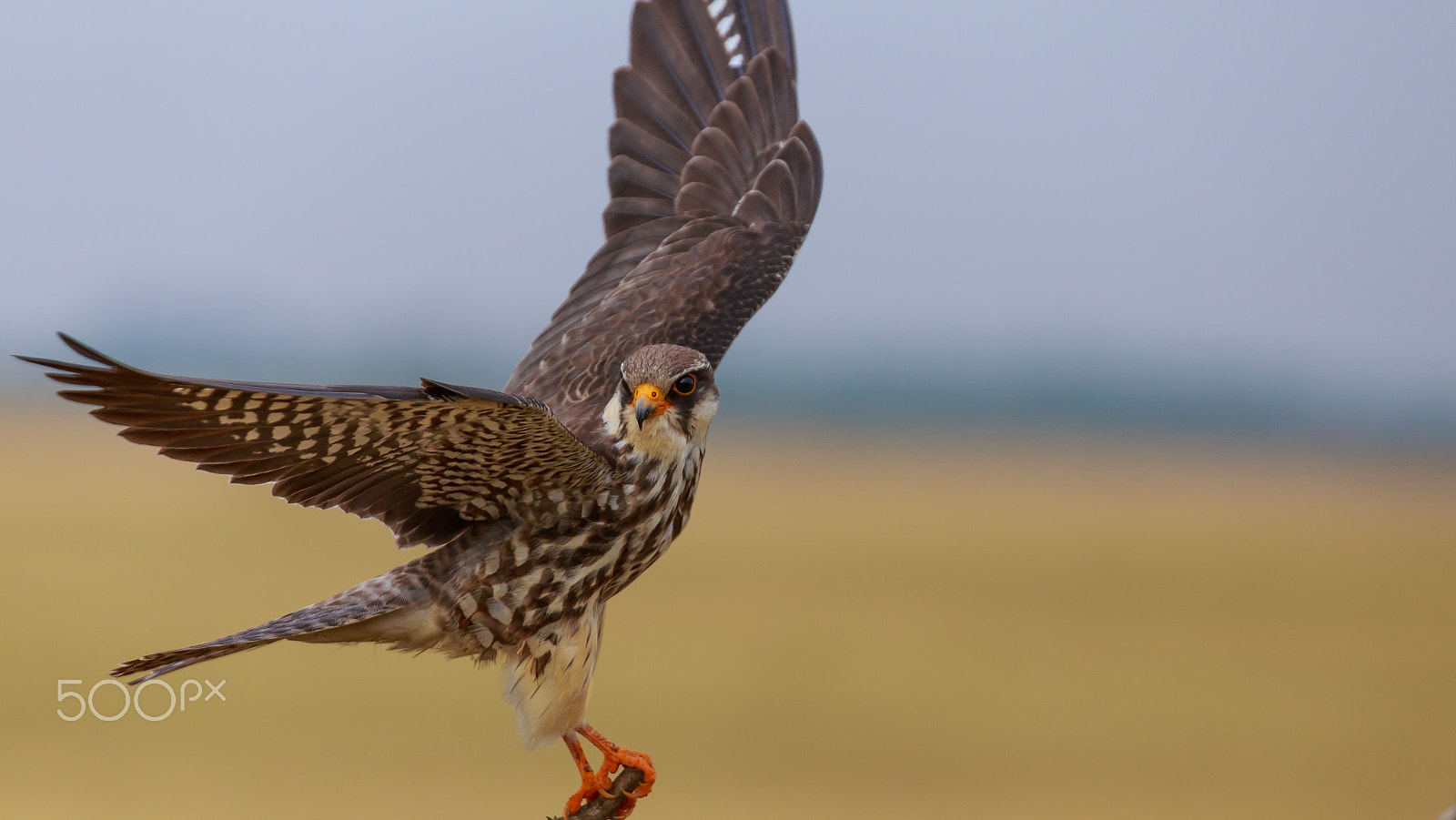 Canon EF 70-300mm F4-5.6L IS USM sample photo. I am gonna take off.... photography