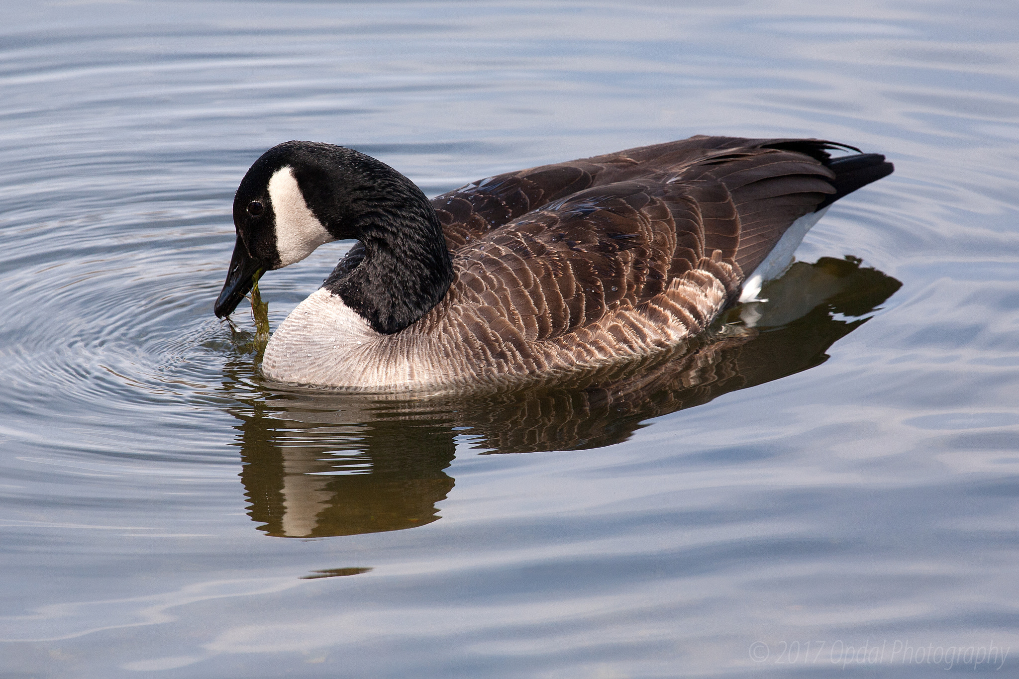 Canon EOS 5D + Canon EF 100-400mm F4.5-5.6L IS USM sample photo. Canada goose﻿ photography