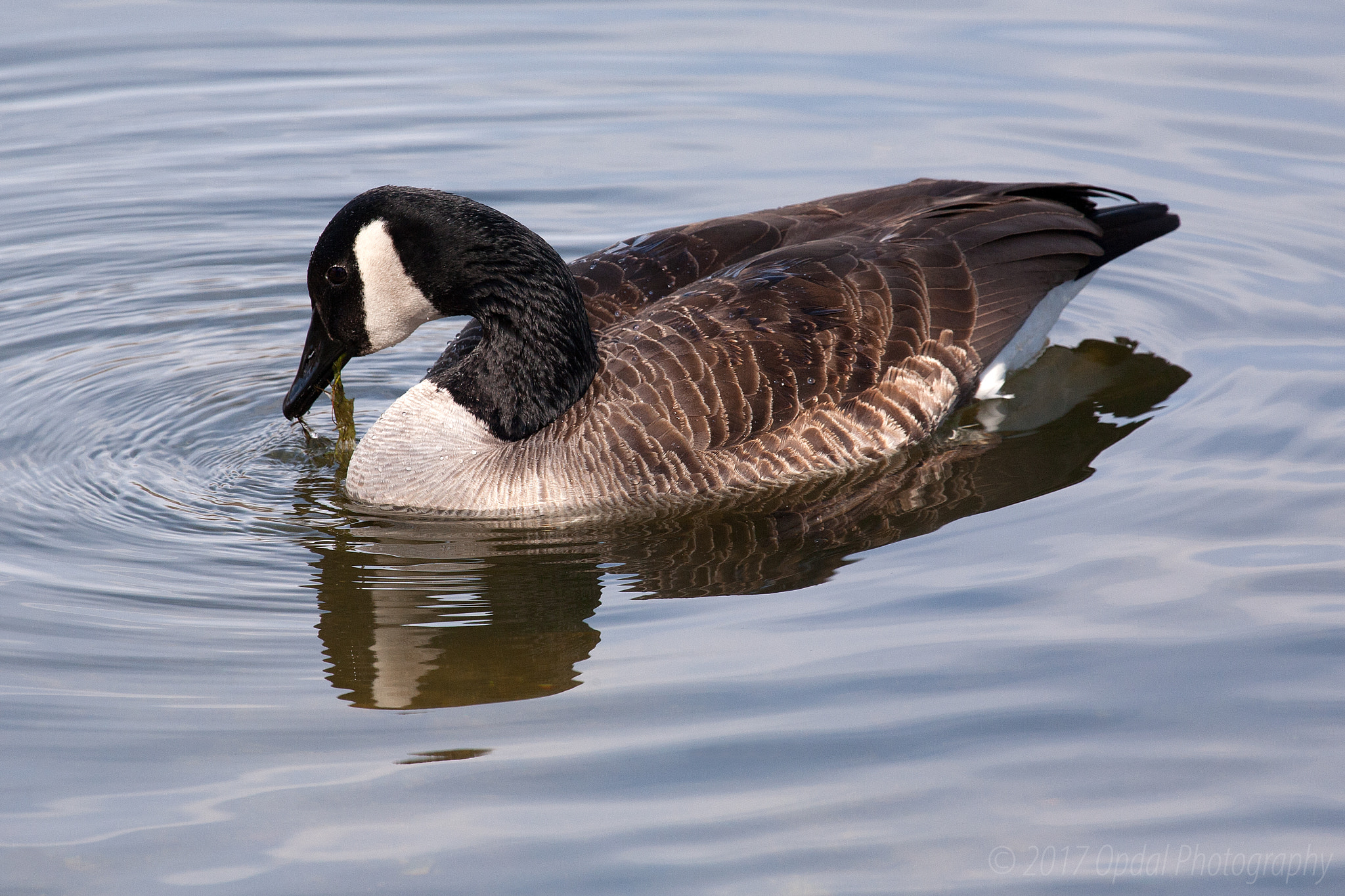 Canon EOS 5D sample photo. Canada goose﻿ photography