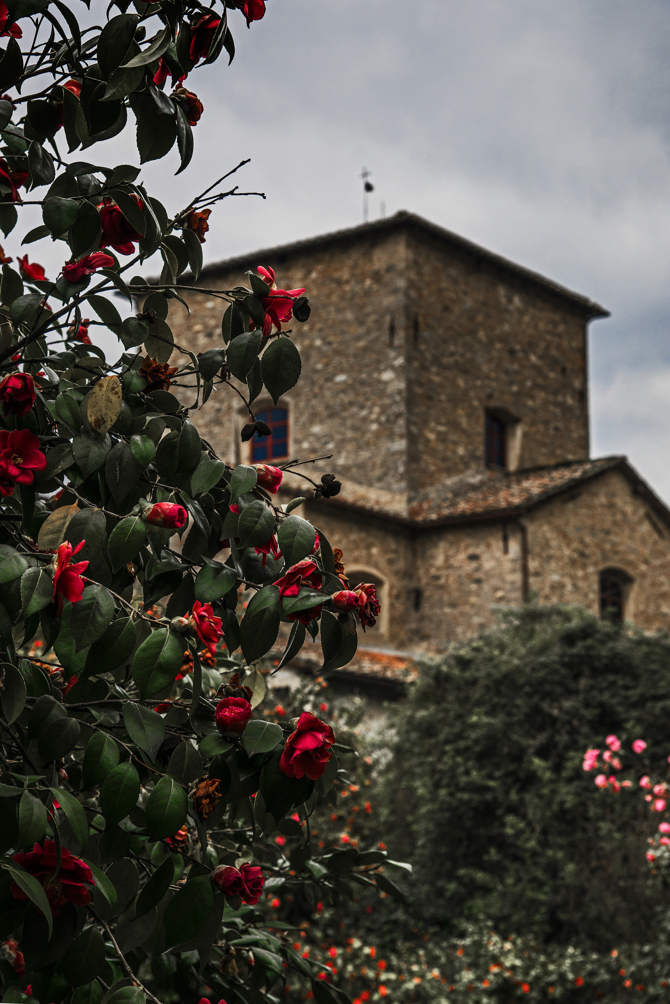 Nikon AF-S Nikkor 24-120mm F4G ED VR sample photo. Red passion photography