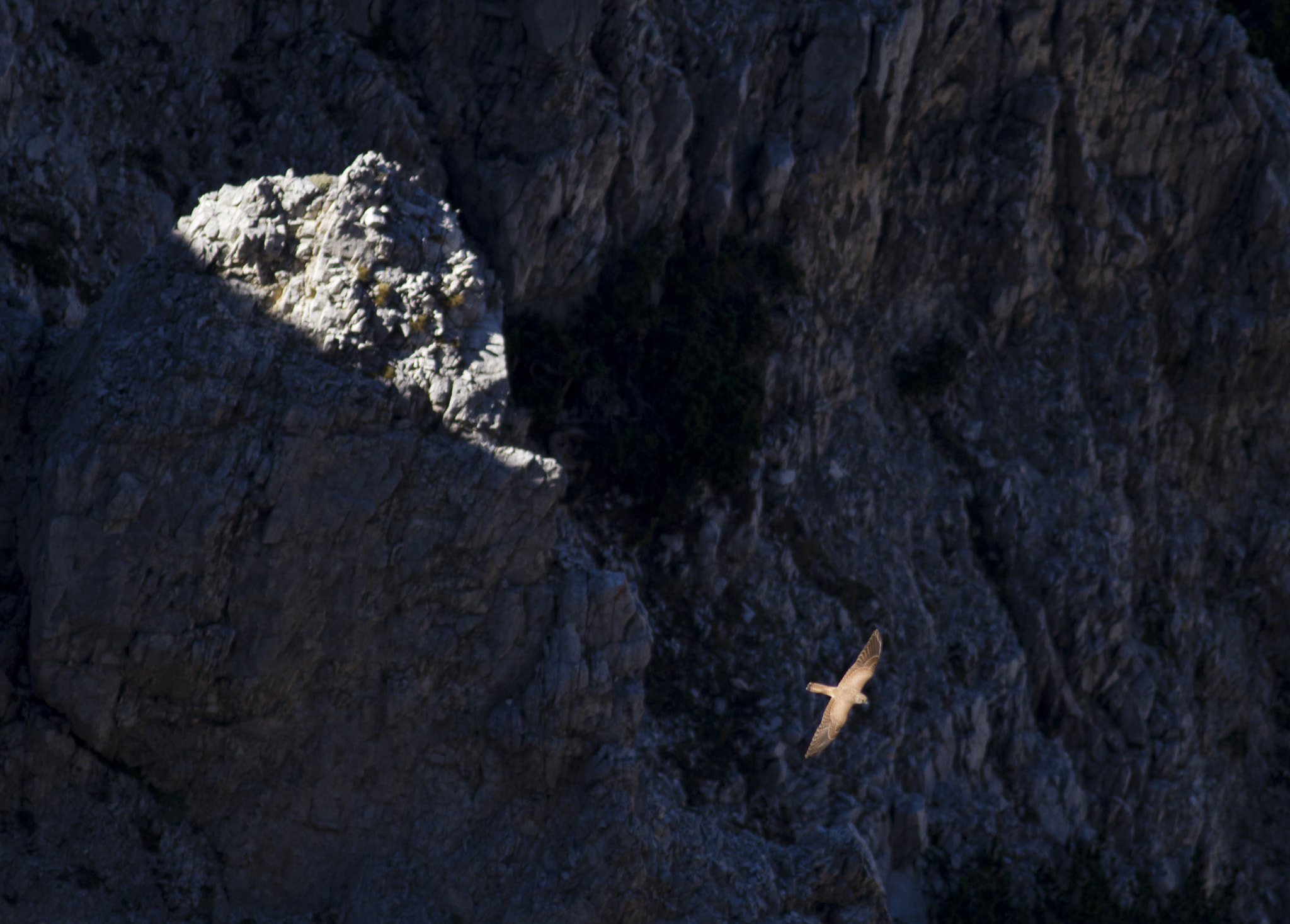Canon EF 400mm F5.6L USM sample photo. Light, and a kestrel photography