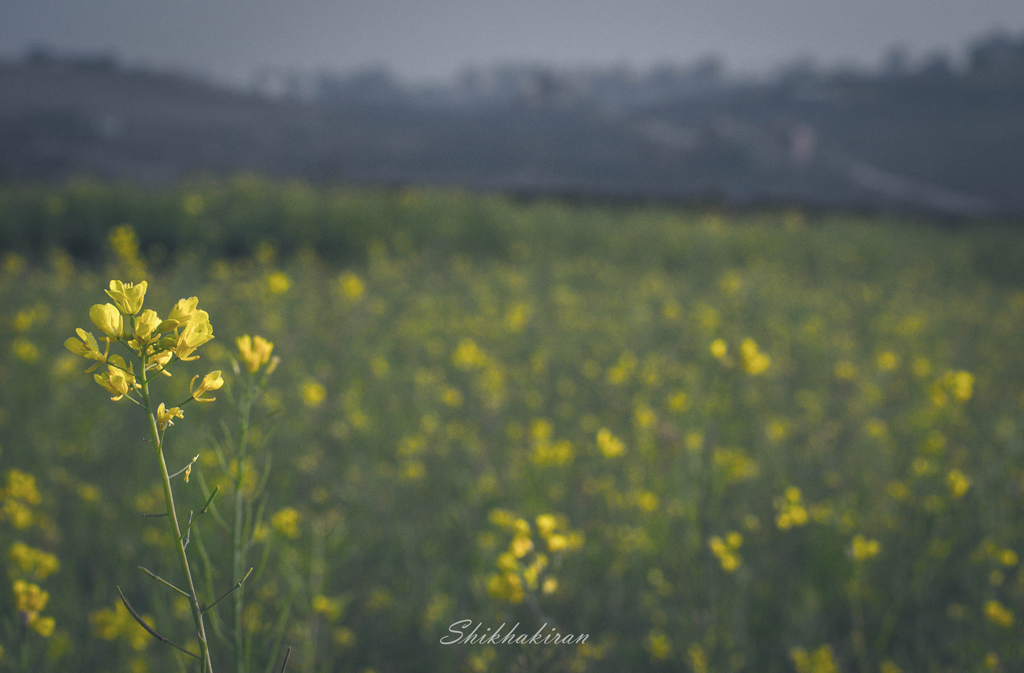 Nikon D3100 + Nikon AF-S Nikkor 50mm F1.8G sample photo. Mustard field photography