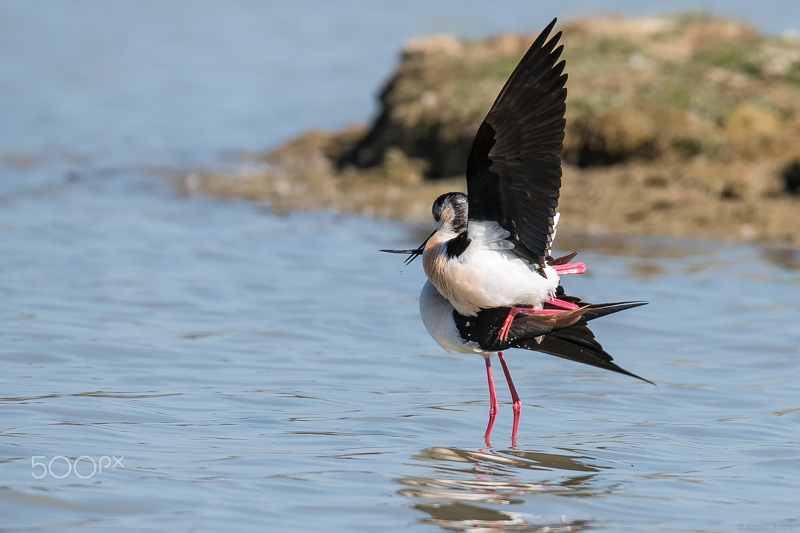 Nikon D500 + Sigma 150-600mm F5-6.3 DG OS HSM | S sample photo. Cavaliere d'italia, photography