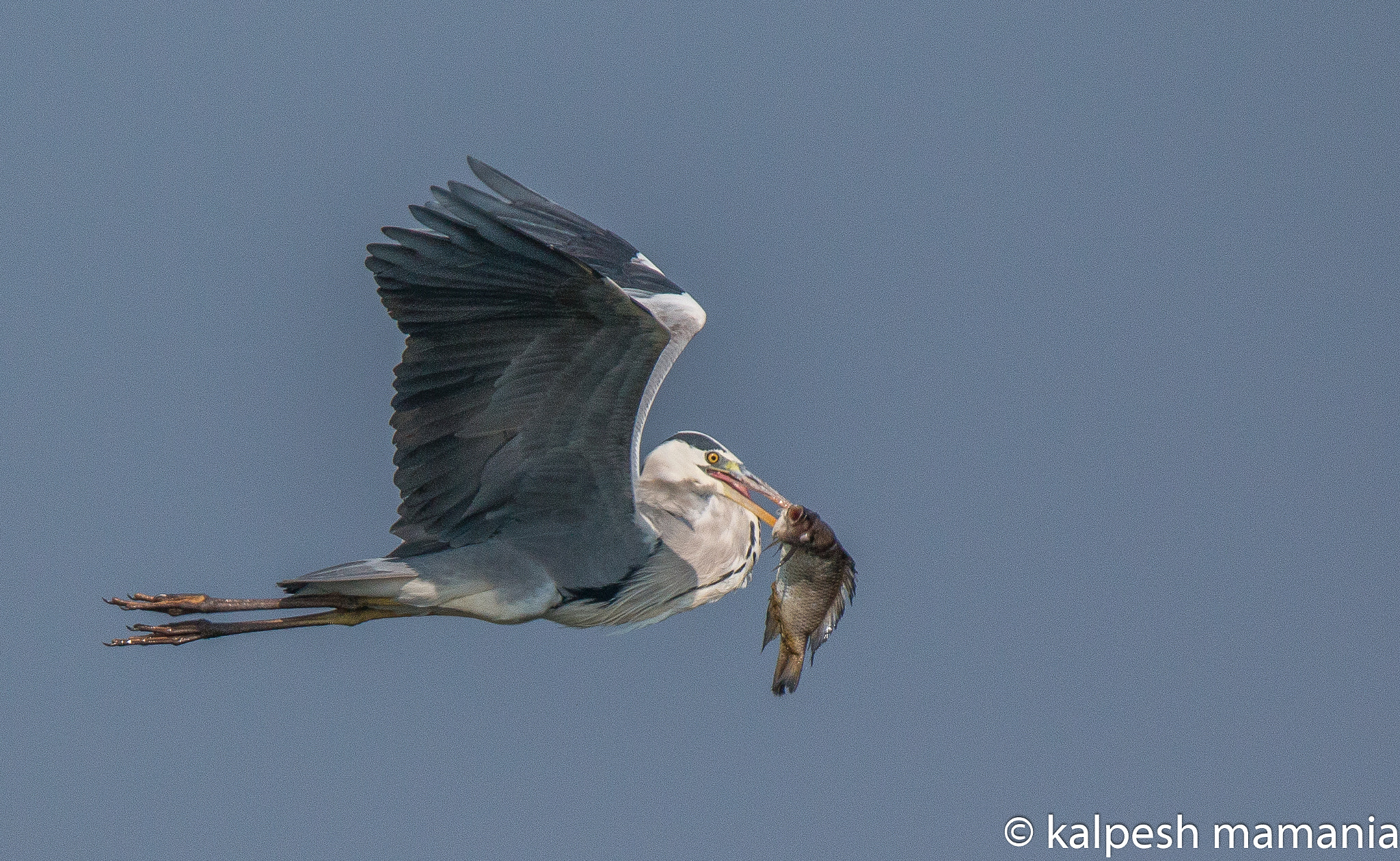 Canon EOS 70D sample photo. Grey heron with catch.  photography