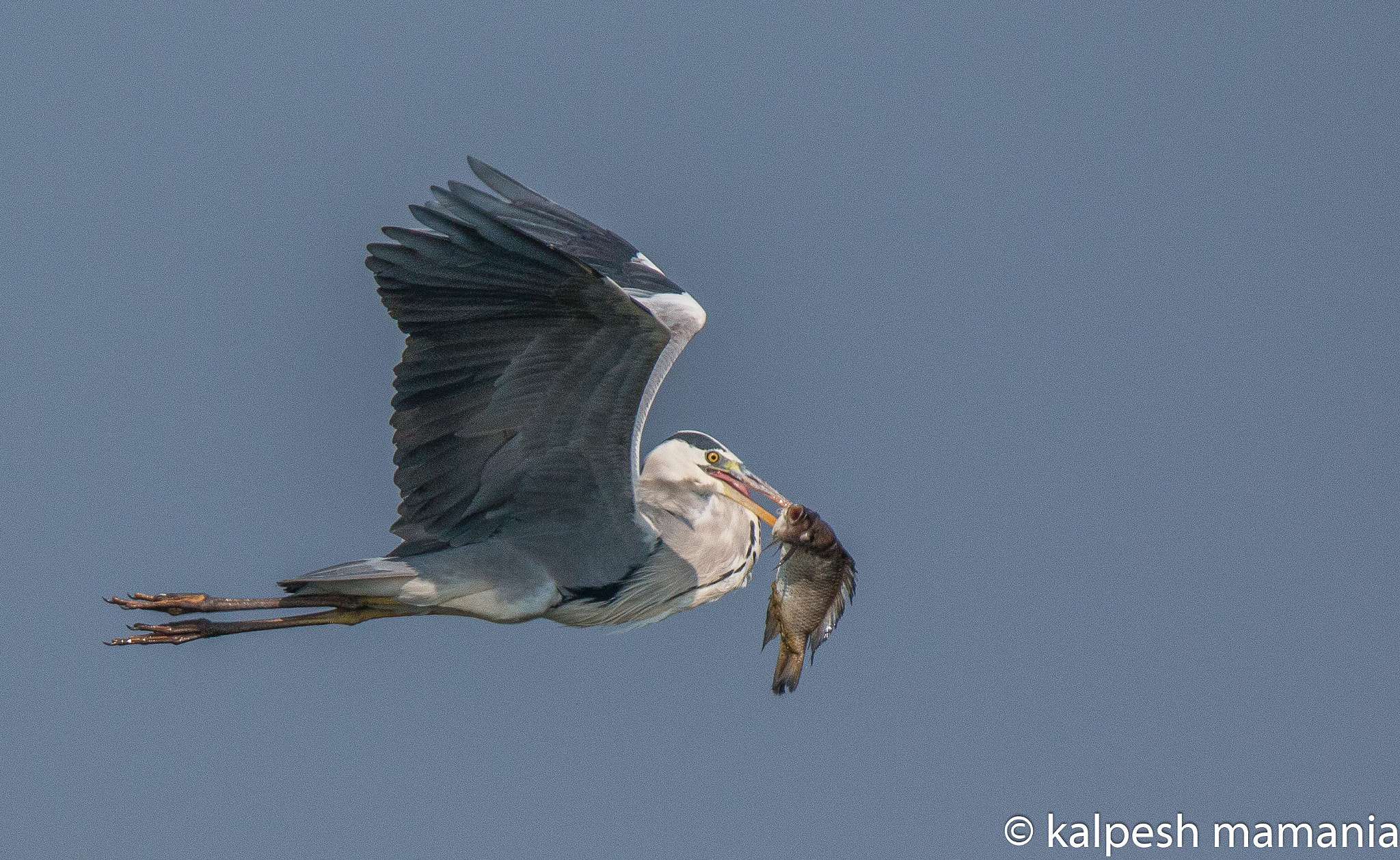 Tamron SP 150-600mm F5-6.3 Di VC USD sample photo. Grey heron with catch.  photography
