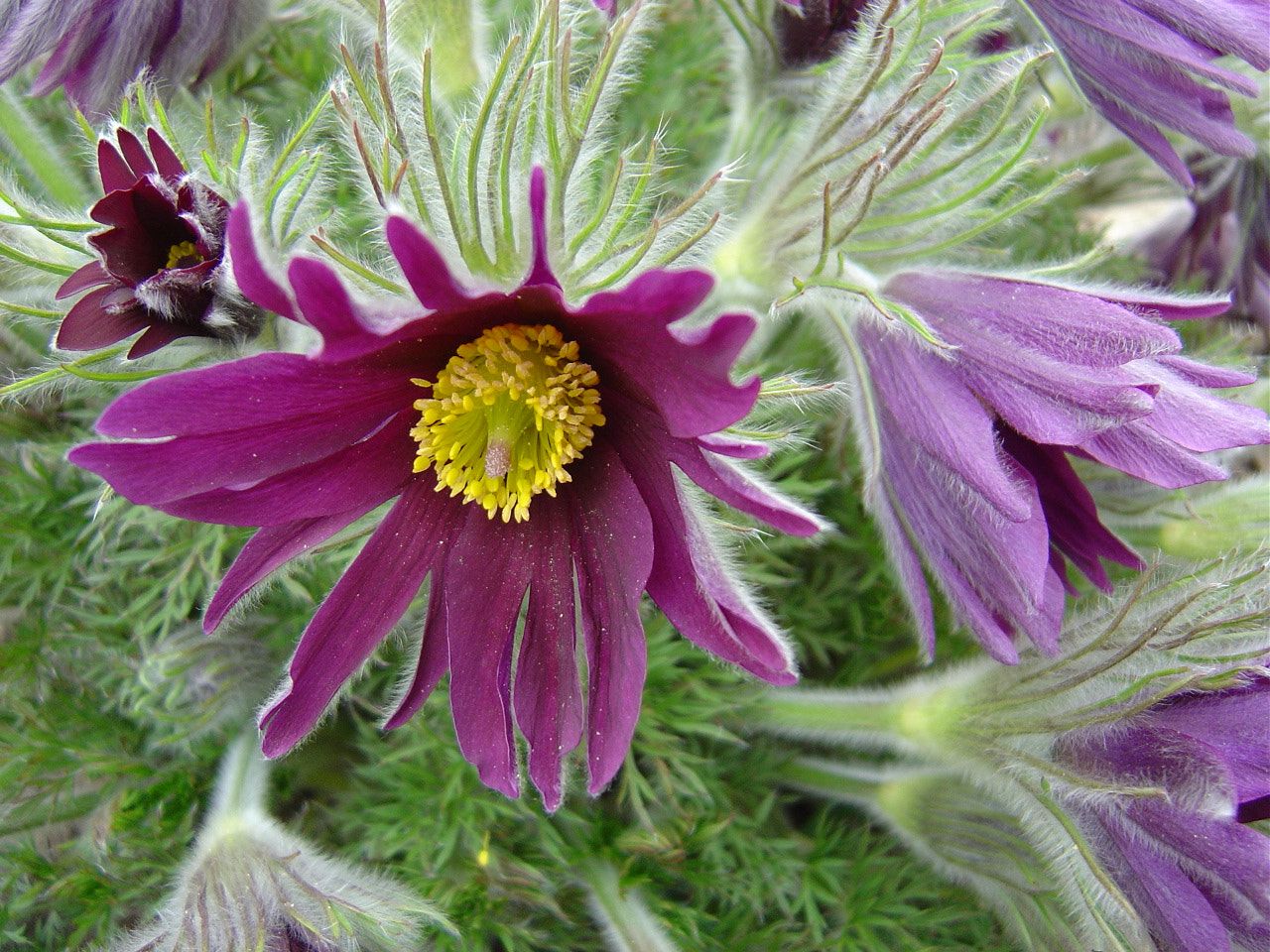 Sony DSC-P12 sample photo. Pulsatilla vulgaris photography