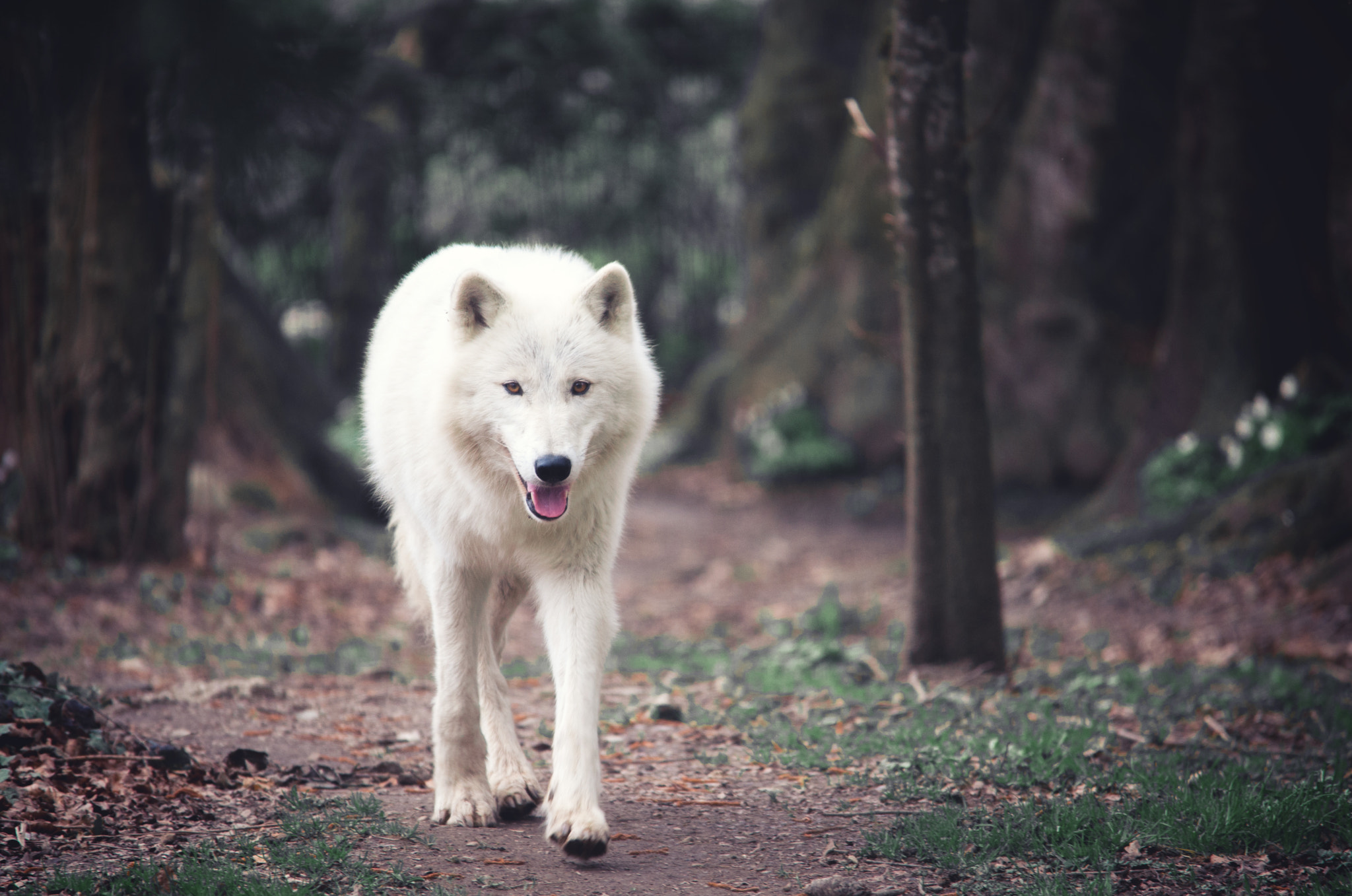 Sigma 150-500mm F5-6.3 DG OS HSM sample photo. Loup photography