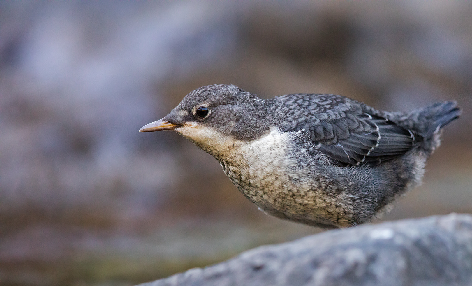 Canon EOS 5DS R + Canon EF 600mm F4L IS II USM sample photo. Cincle plongeur photography