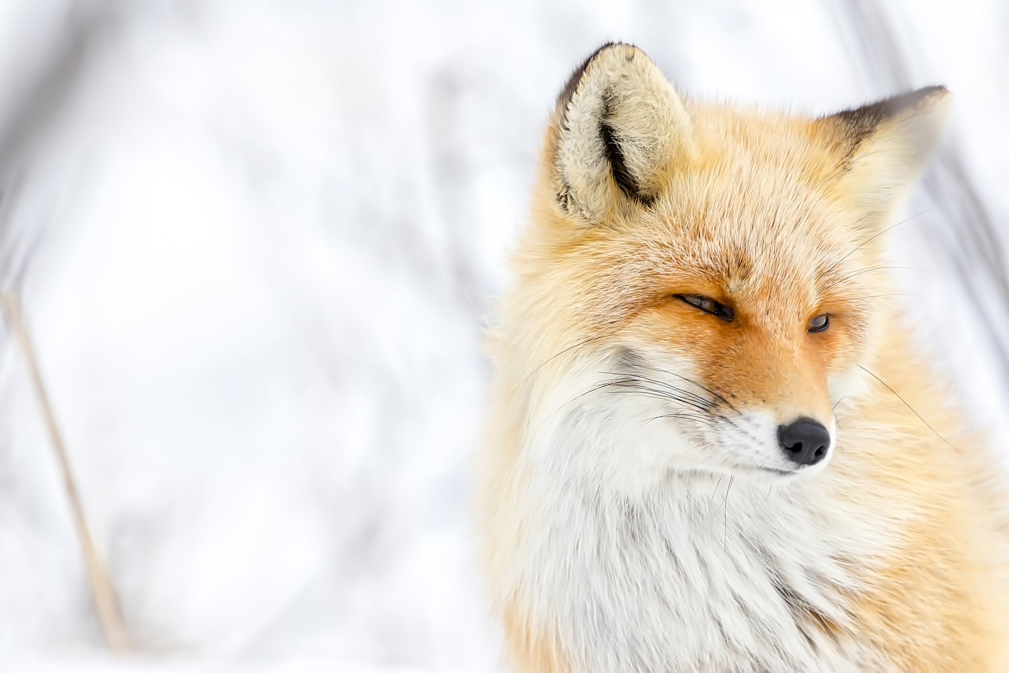 Canon EF 70-300mm F4-5.6L IS USM sample photo. North fox photography
