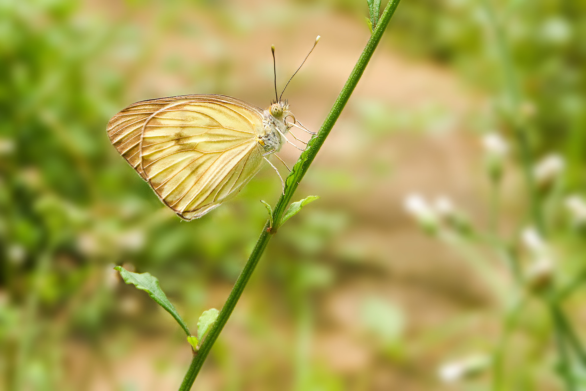 Samsung WB250F/WB251F/WB252F sample photo. Wildlife in my garden... photography