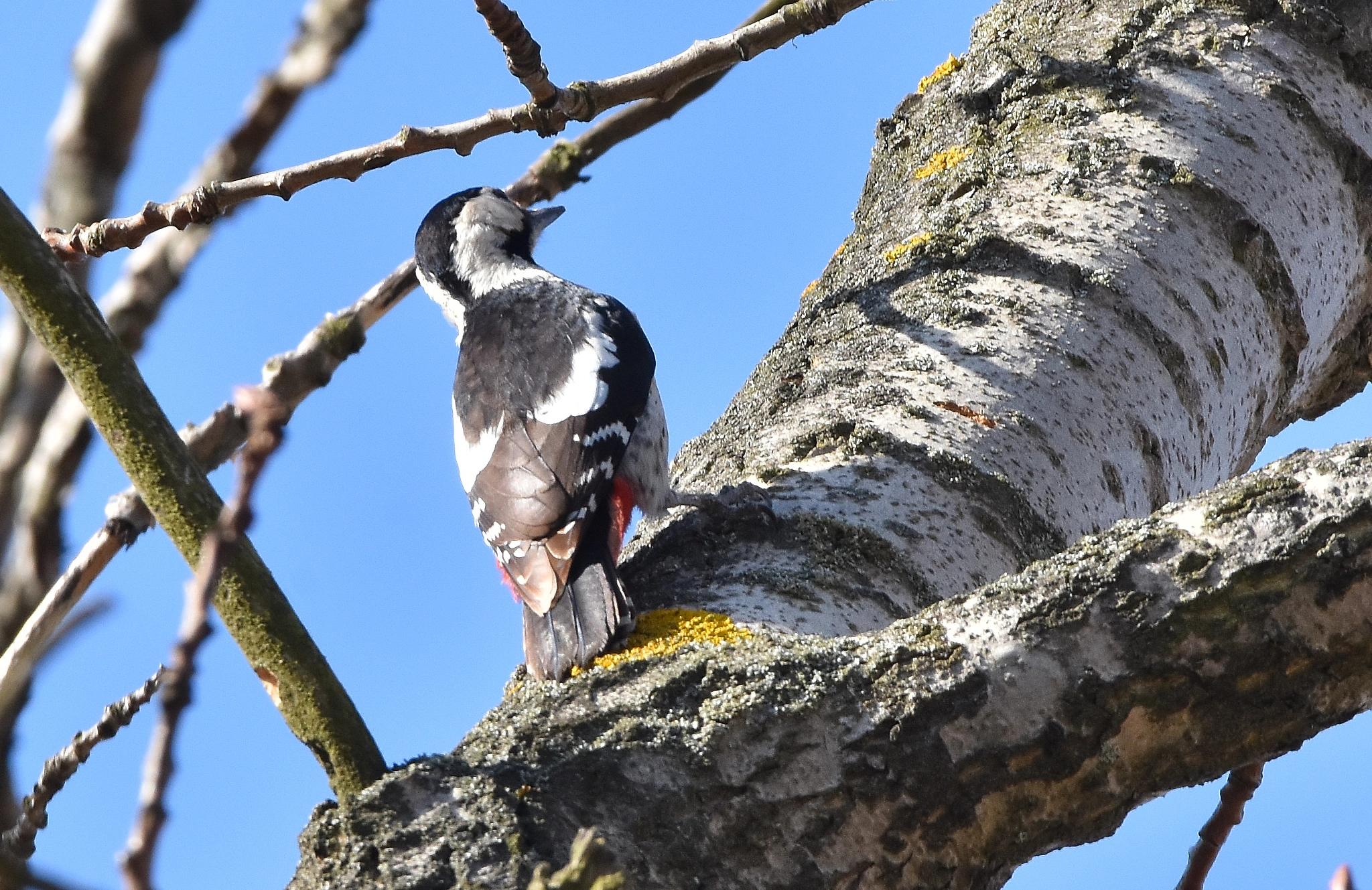 Nikon D7200 + Sigma 150-600mm F5-6.3 DG OS HSM | C sample photo. Woodpecker photography