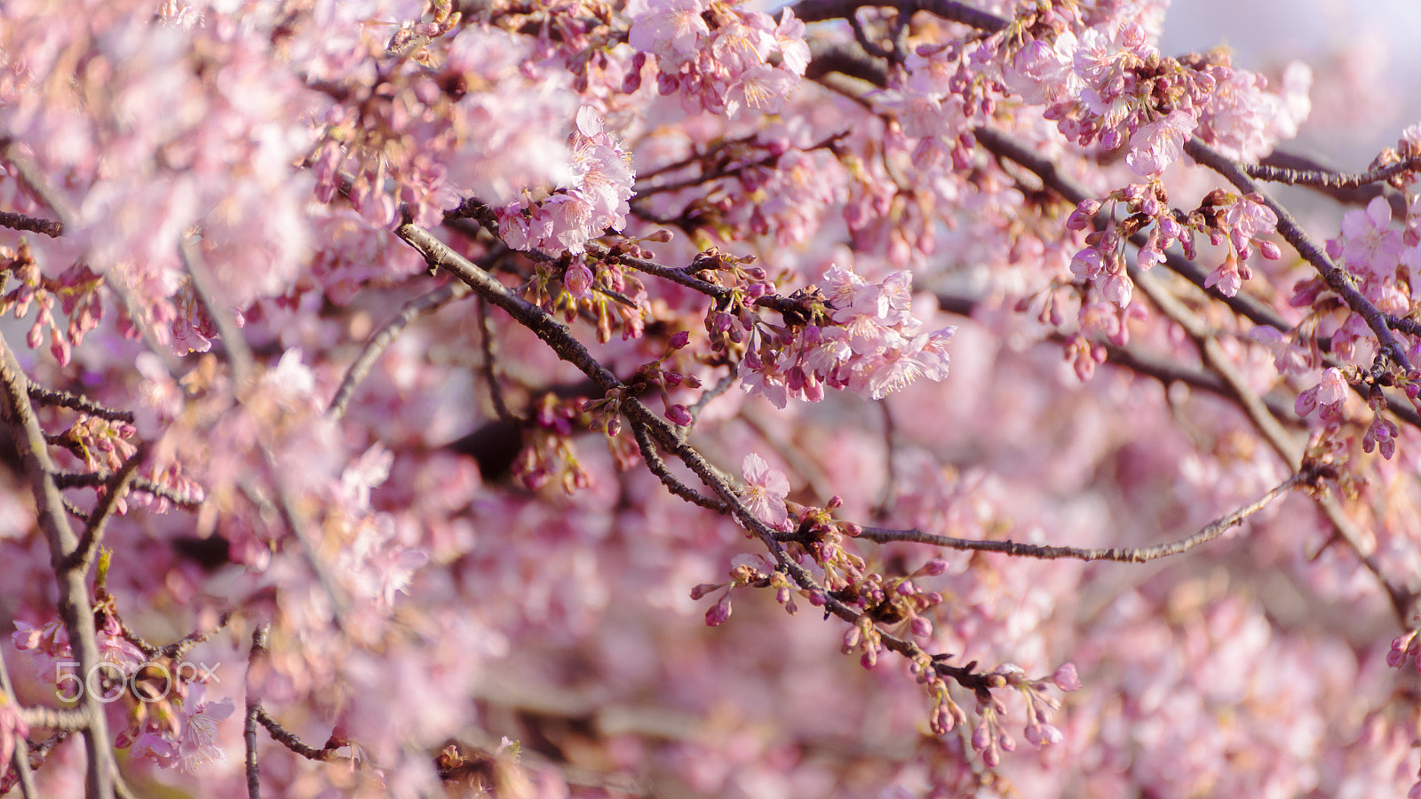 Canon EOS 6D + Tamron SP 70-300mm F4-5.6 Di VC USD sample photo. Cherry blossoms photography