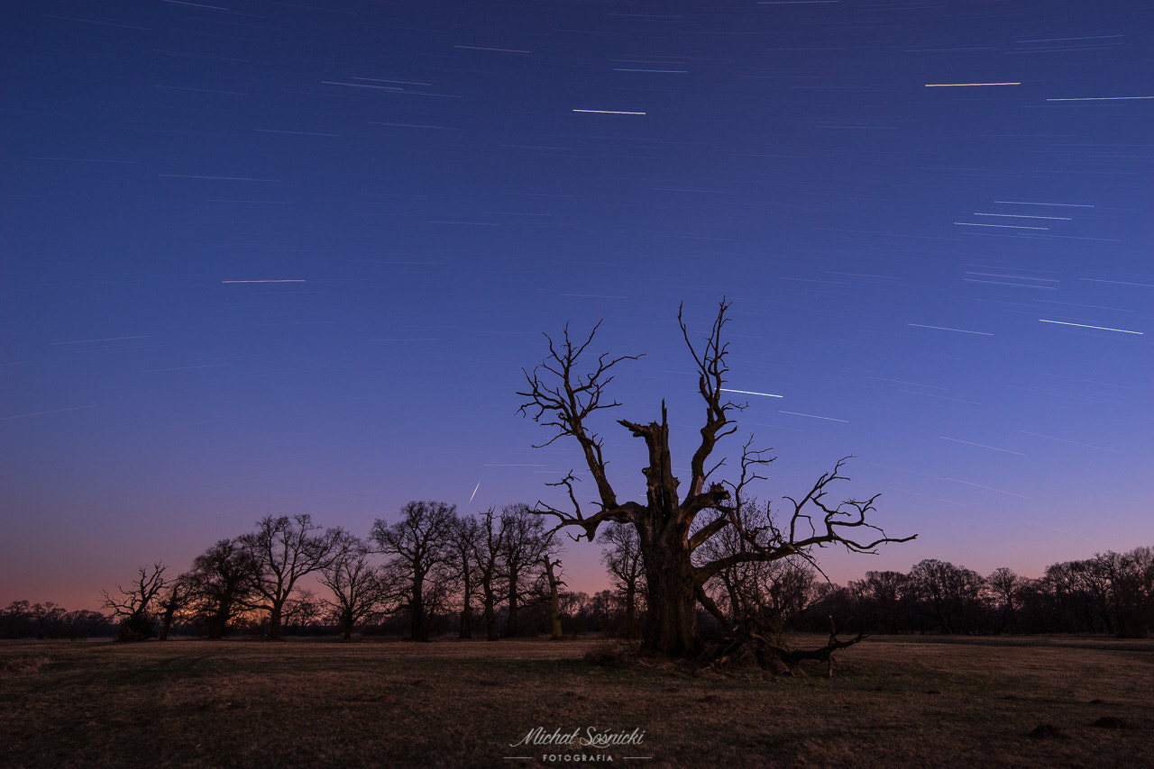 Pentax K-1 + HD PENTAX-D FA 15-30mm F2.8 ED SDM WR sample photo. Dęby rogalińskie. photography