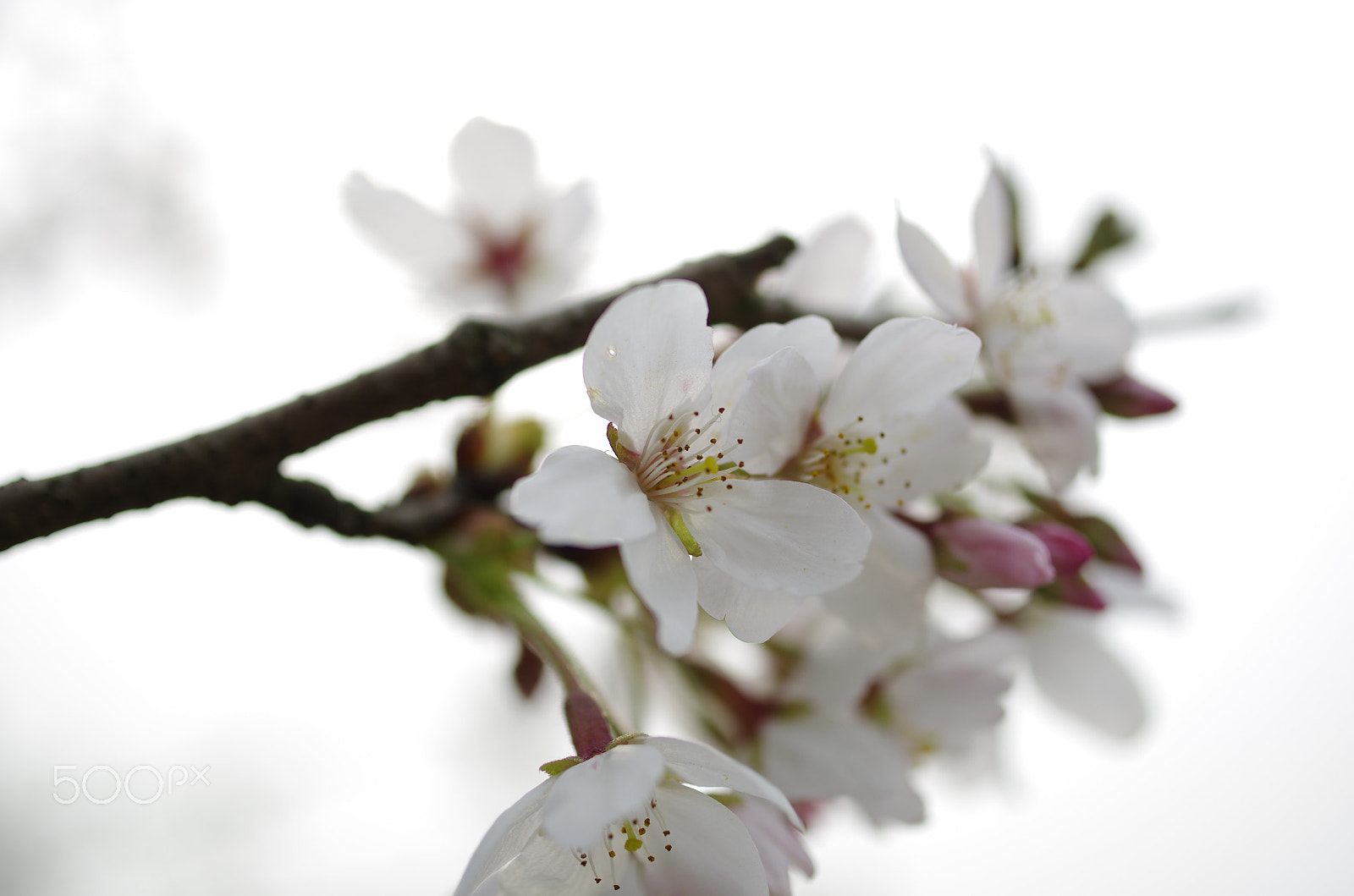 HD Pentax DA 35mm F2.8 Macro Limited sample photo. Flower photography