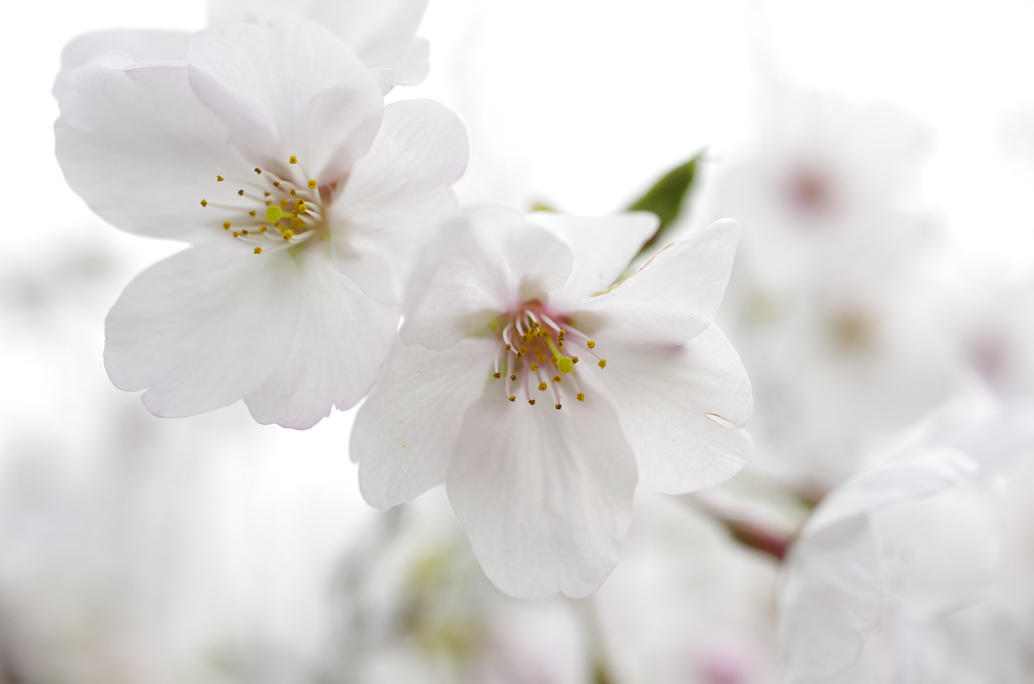 Pentax K-5 sample photo. Flower photography