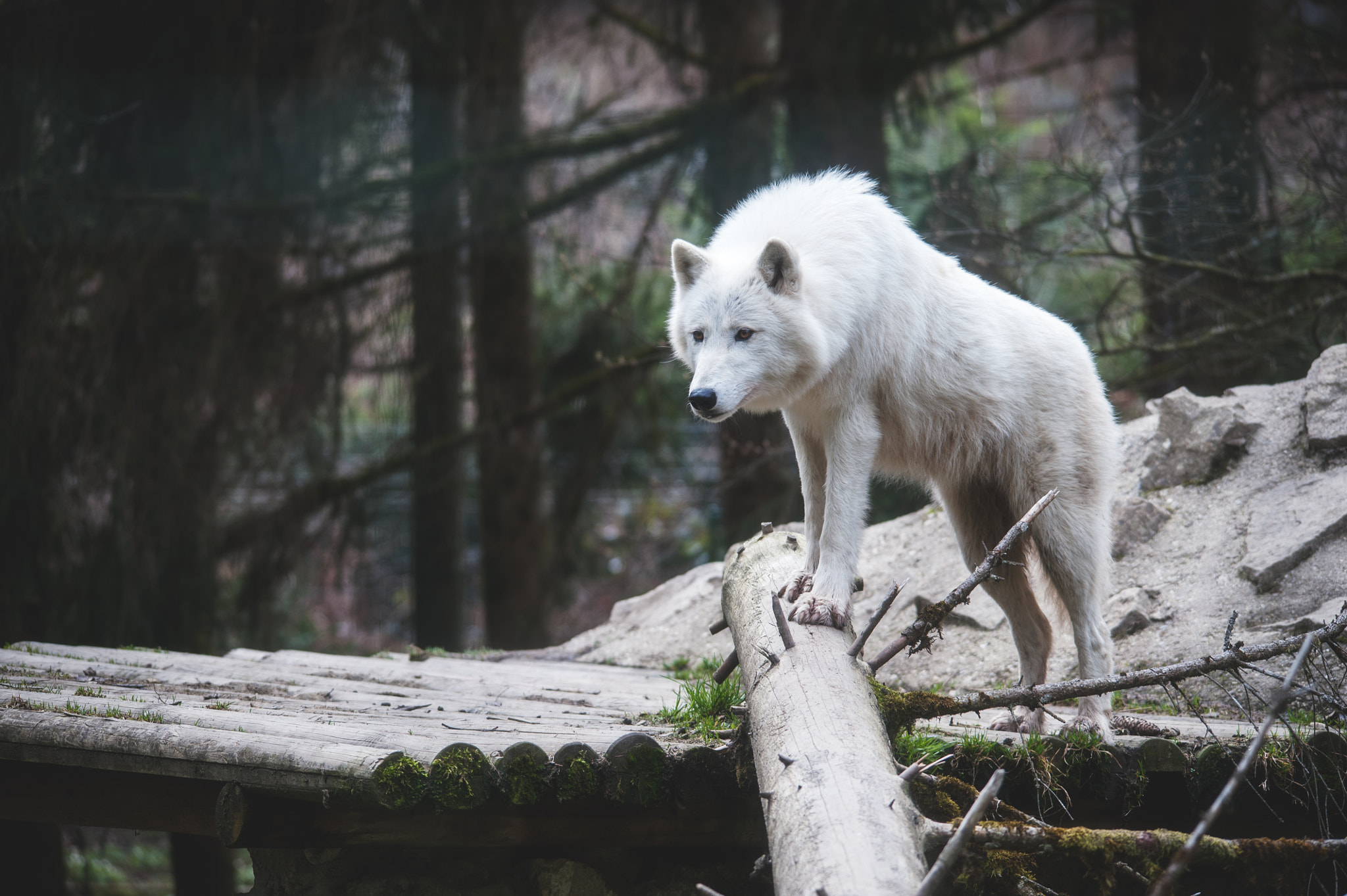 Nikon D700 + Sigma 150-500mm F5-6.3 DG OS HSM sample photo. Loup photography