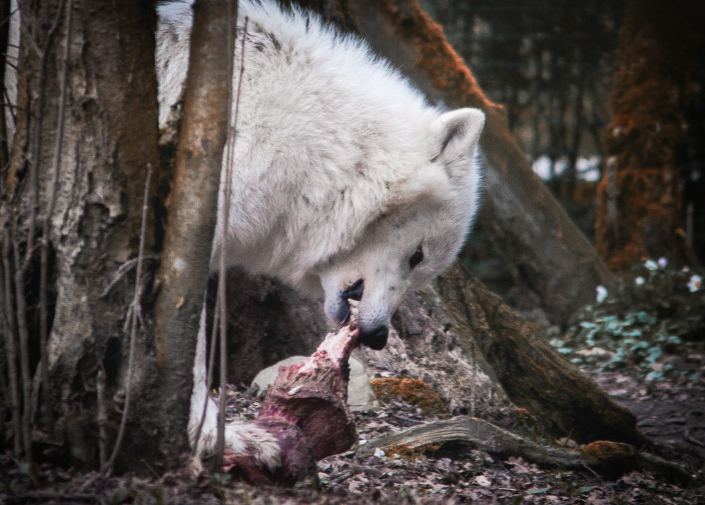 Sigma 150-500mm F5-6.3 DG OS HSM sample photo. Loup photography