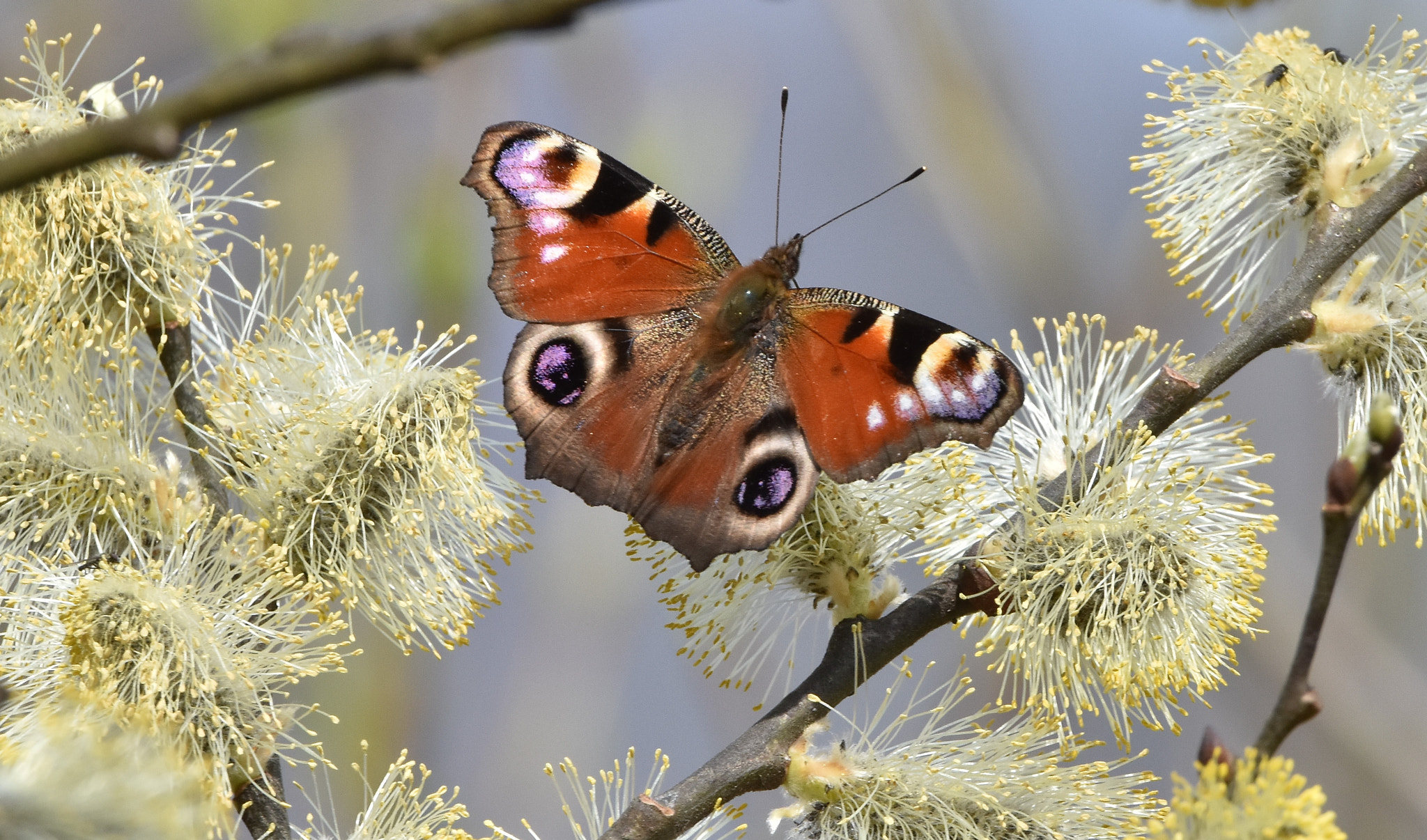 Sigma 150-600mm F5-6.3 DG OS HSM | C sample photo. Butterfly photography