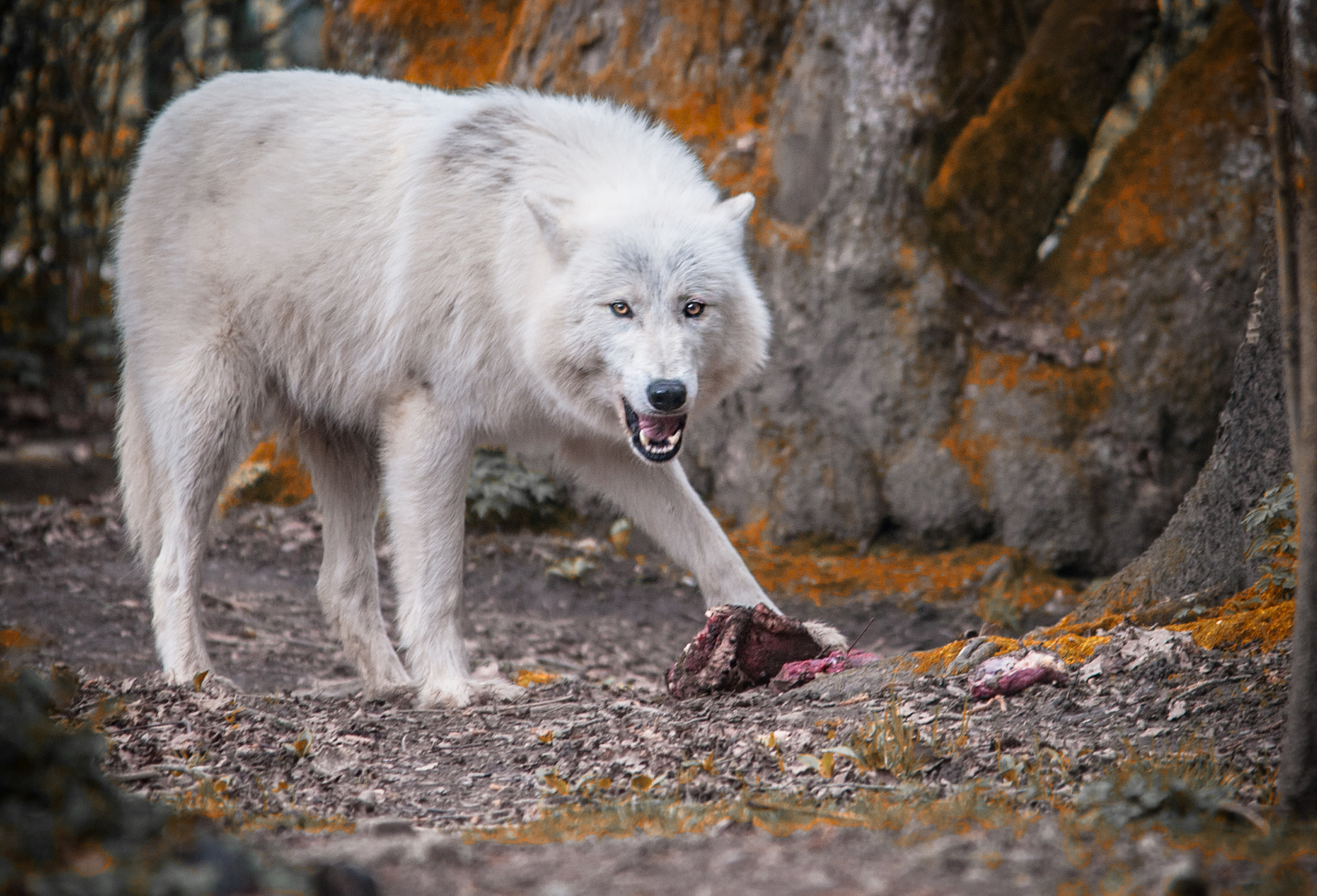 Sigma 150-500mm F5-6.3 DG OS HSM sample photo. Loup photography
