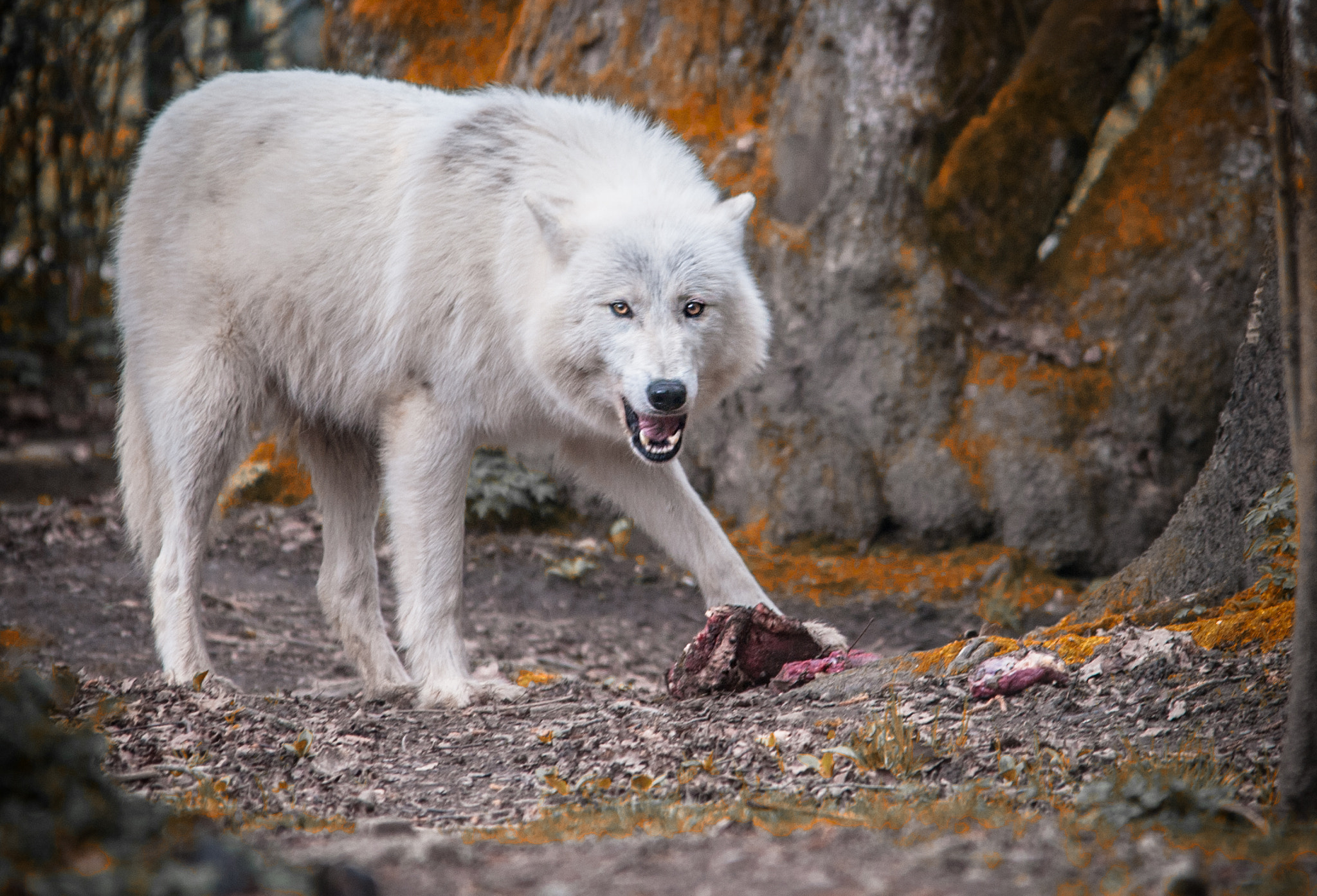 Nikon D700 + Sigma 150-500mm F5-6.3 DG OS HSM sample photo. Loup photography