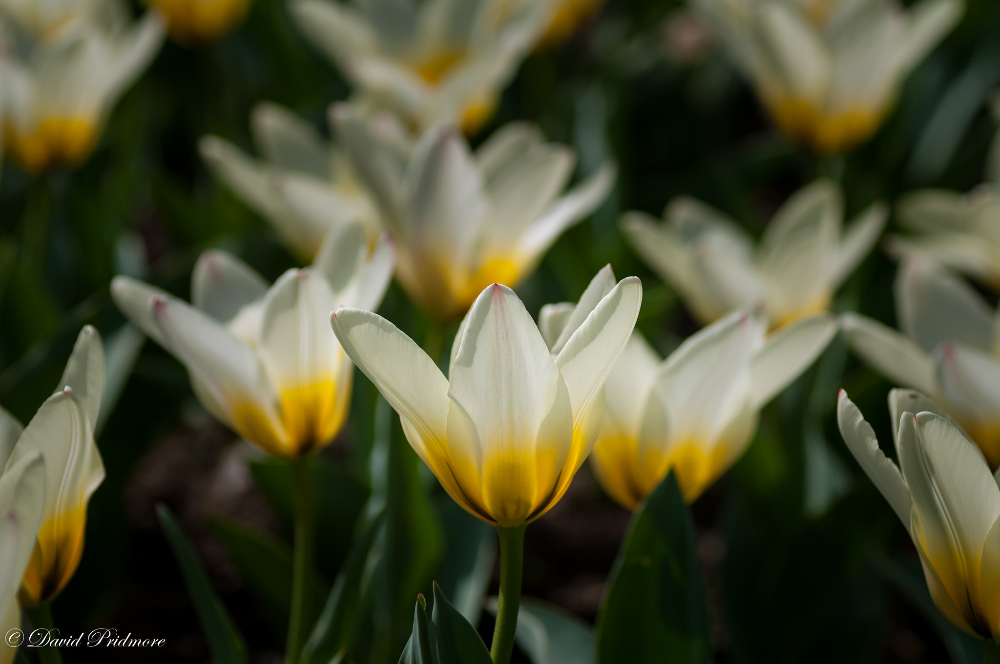 Nikon D90 sample photo. Standing out photography