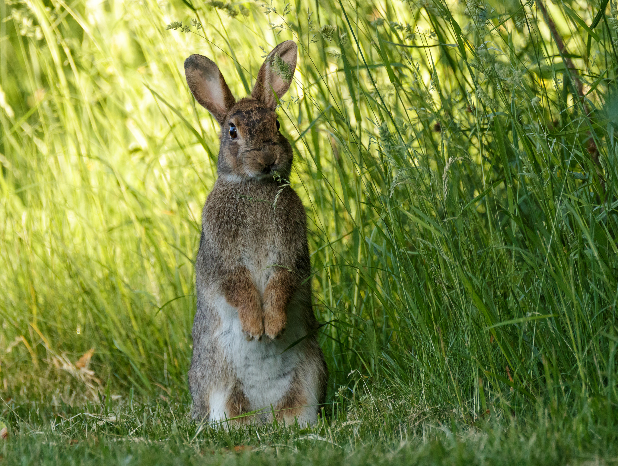 Canon EOS 70D sample photo. Wild rabbit standing up photography
