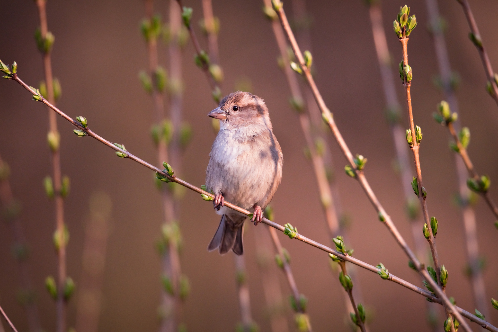 150-600mm F5-6.3 DG OS HSM | Sports 014 sample photo. Bird photography
