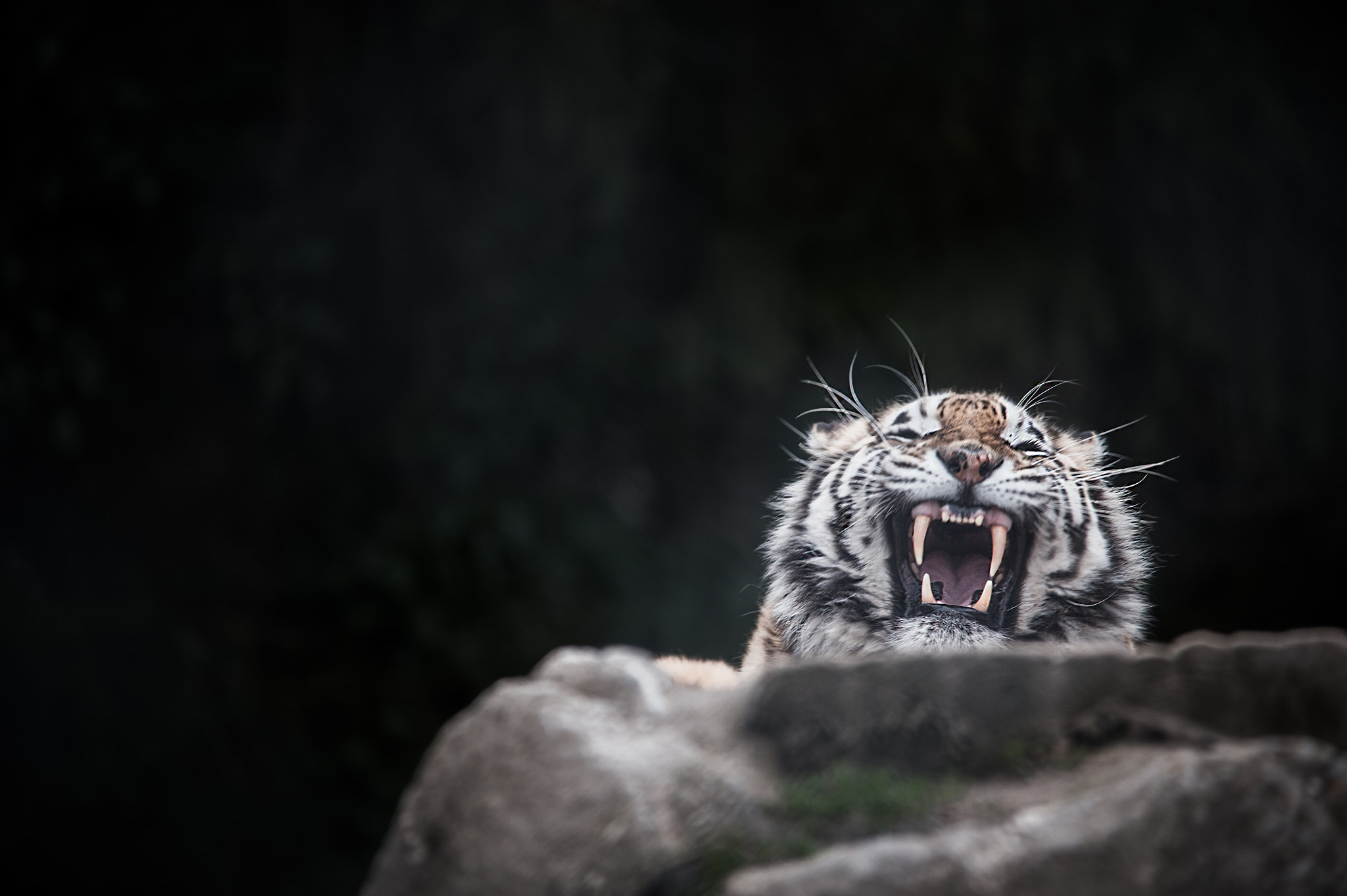 Nikon D700 + Sigma 150-500mm F5-6.3 DG OS HSM sample photo. Tigre photography