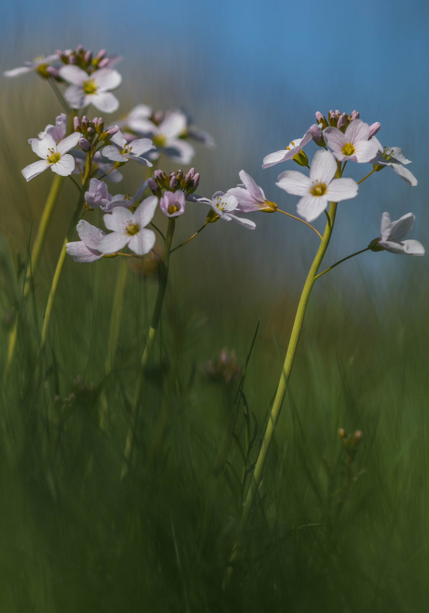Sigma 105mm F2.8 EX DG OS HSM sample photo. Dans l'herbe photography