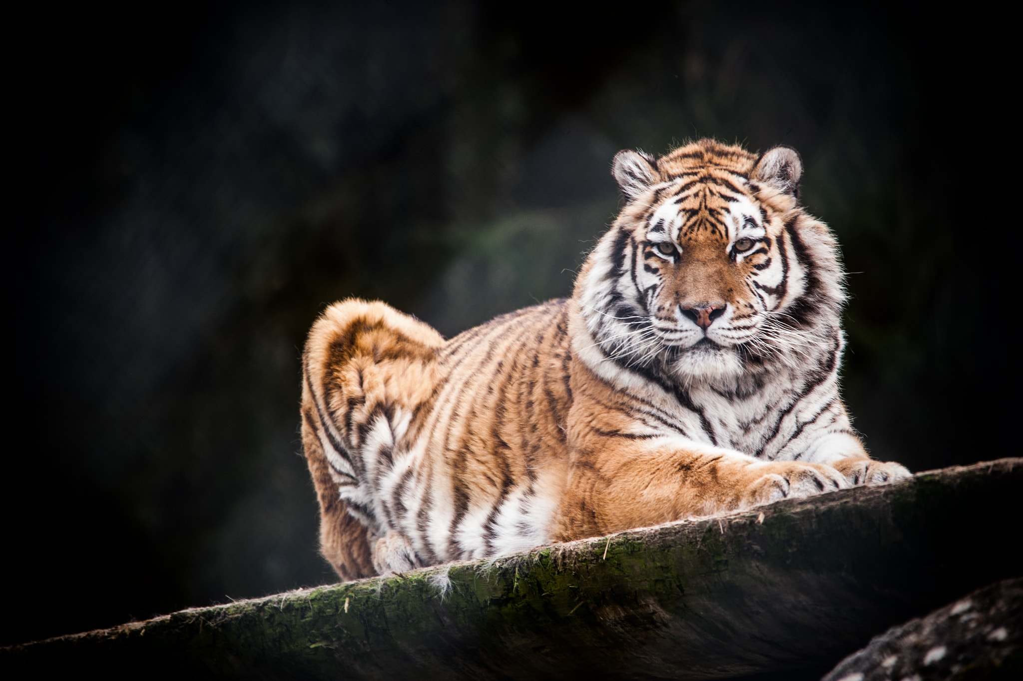 Nikon D700 + Sigma 150-500mm F5-6.3 DG OS HSM sample photo. Tigre photography