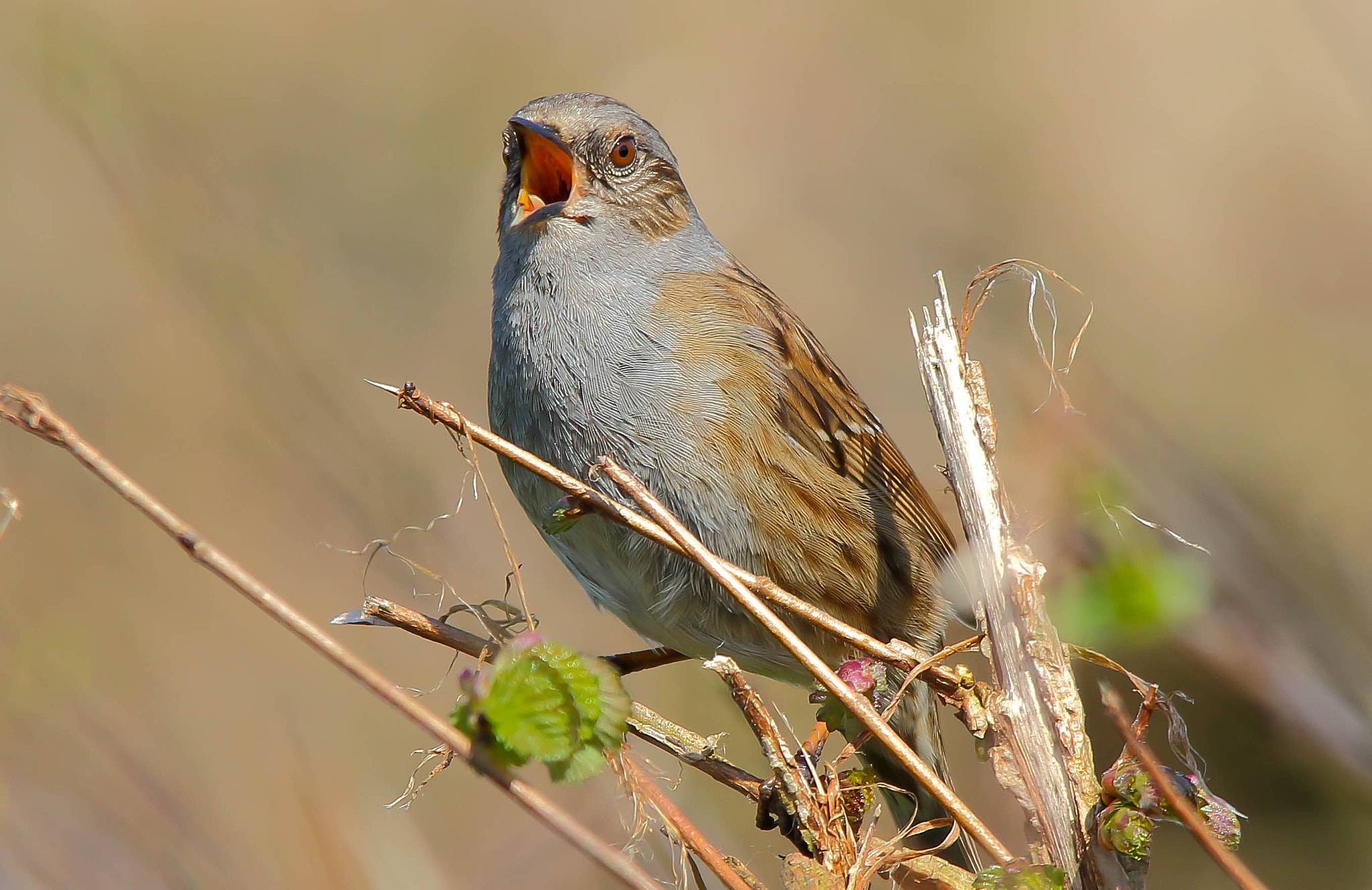 Sigma 150-500mm F5-6.3 DG OS HSM sample photo. Dunnock photography