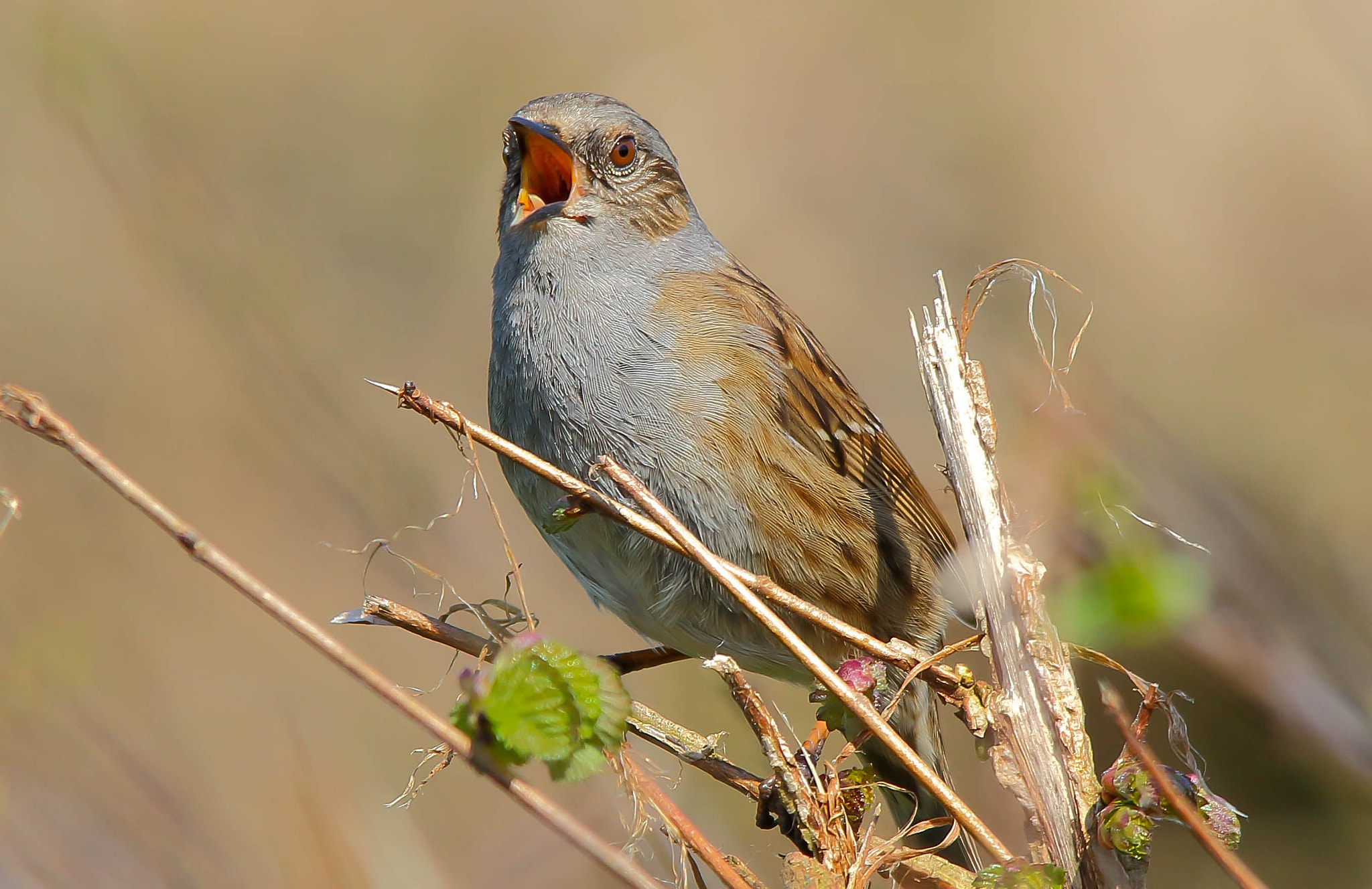 Canon EOS 7D Mark II + Sigma 150-500mm F5-6.3 DG OS HSM sample photo. Dunnock photography