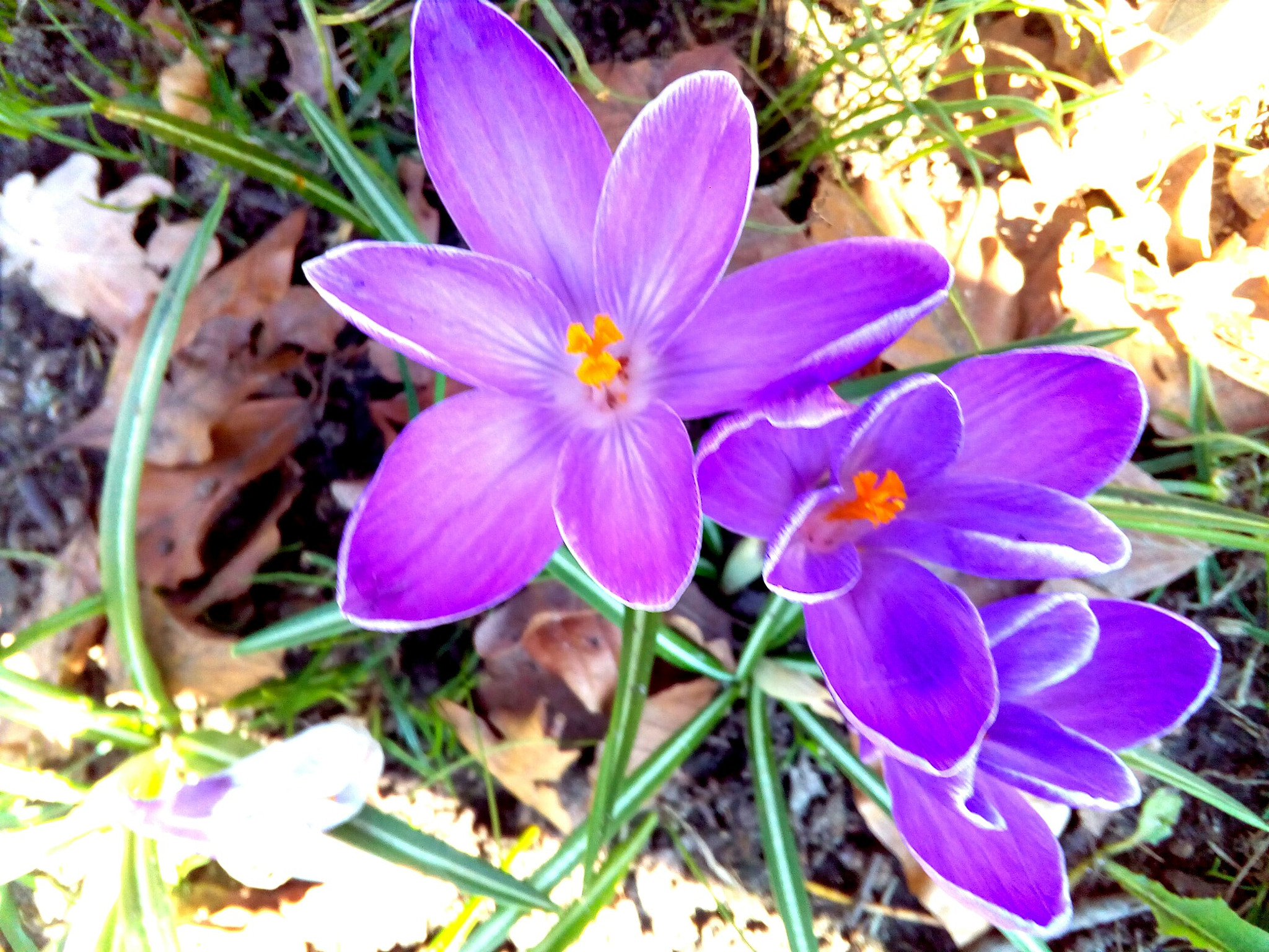 ZTE BLADE V7 LITE sample photo. Spring flower photography