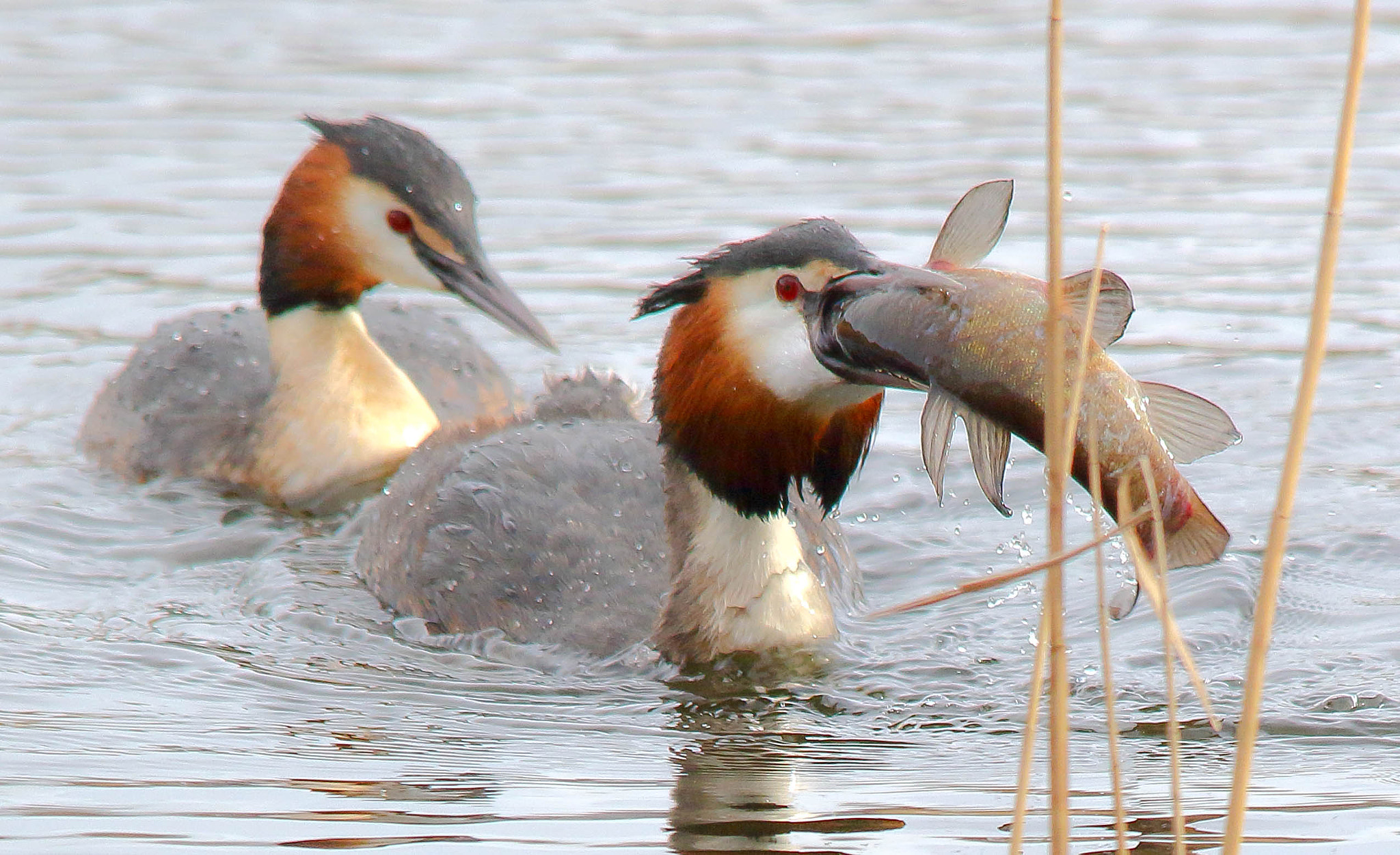 Sigma 150-500mm F5-6.3 DG OS HSM sample photo. Great crested grebe with lunch photography