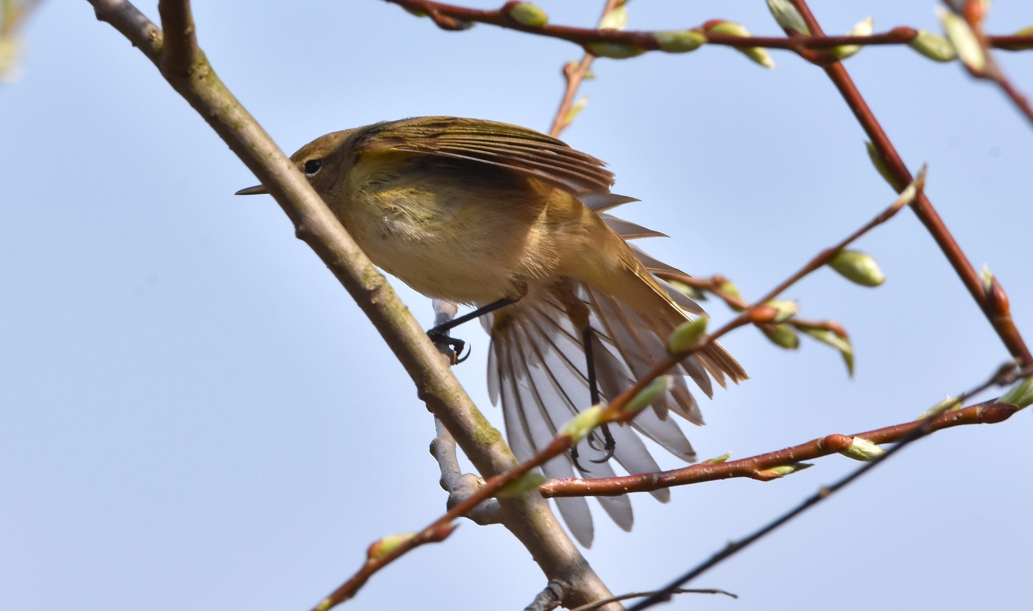 Nikon D7200 + Sigma 150-600mm F5-6.3 DG OS HSM | C sample photo. Beautiful singing photography