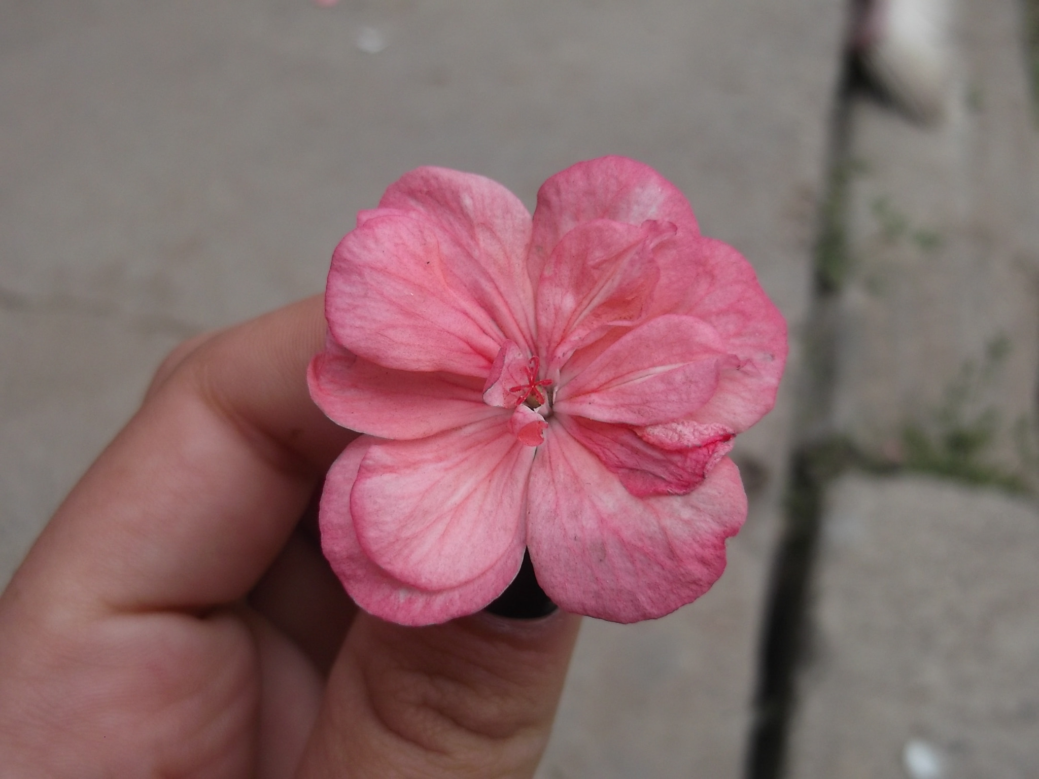 Fujifilm FinePix JV300 sample photo. Flor photography