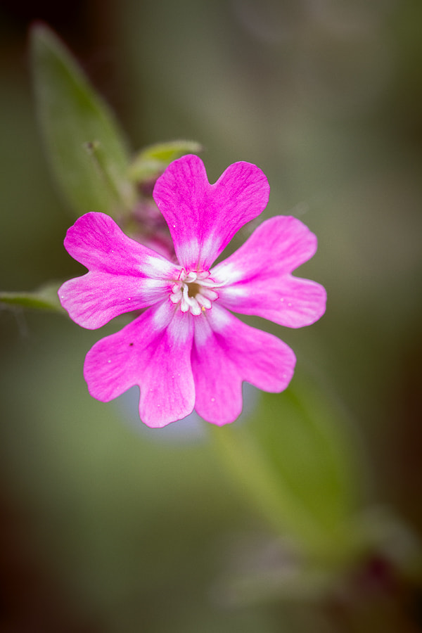 Canon EF 100mm F2.8L Macro IS USM sample photo. *** photography