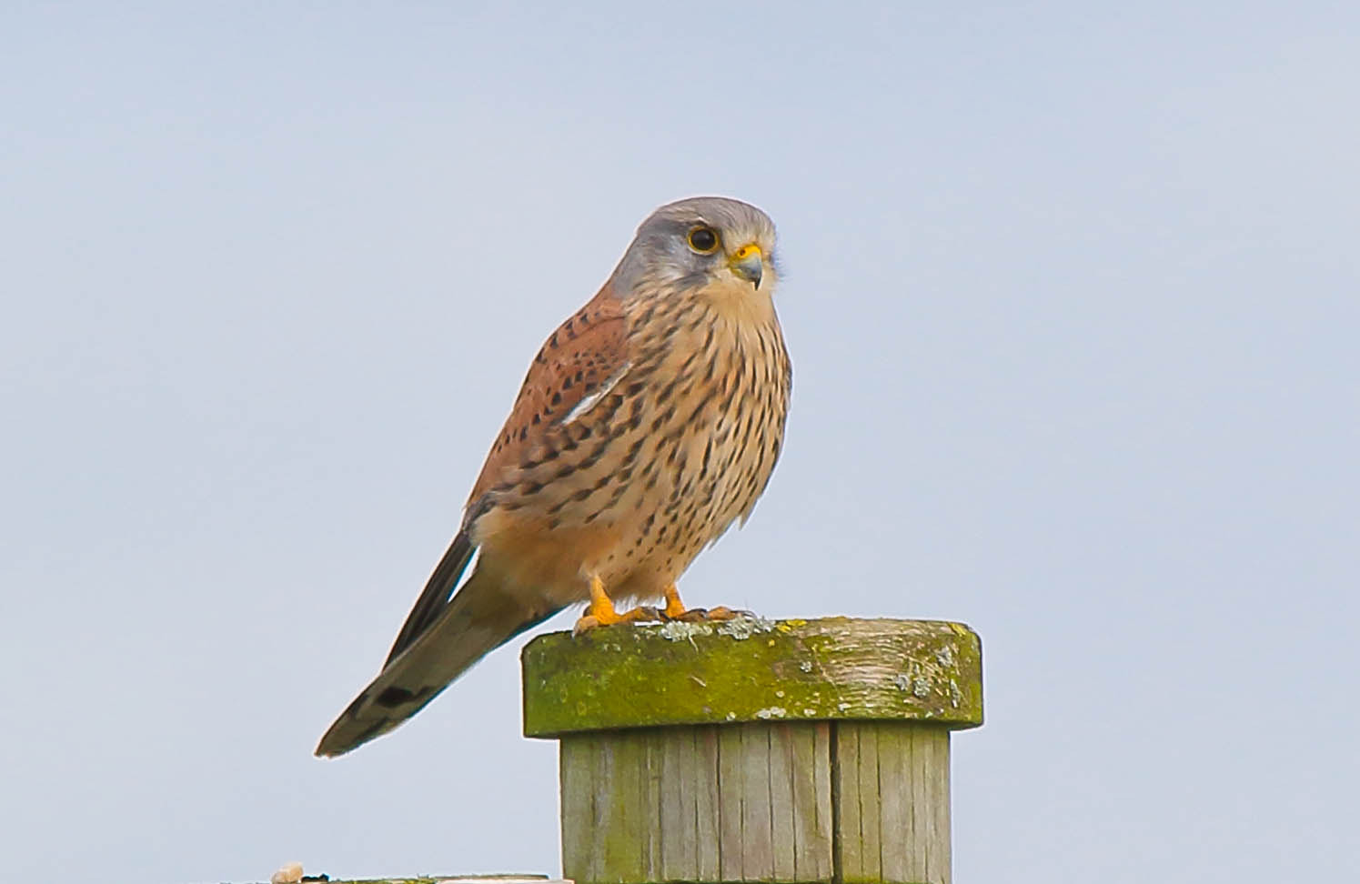 Sigma 150-500mm F5-6.3 DG OS HSM sample photo. Male kestrel photography
