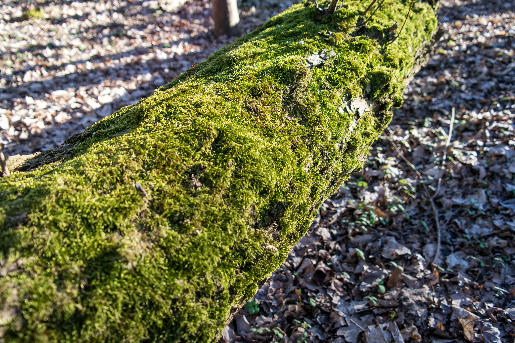 Samsung NX300 sample photo. Forest photography