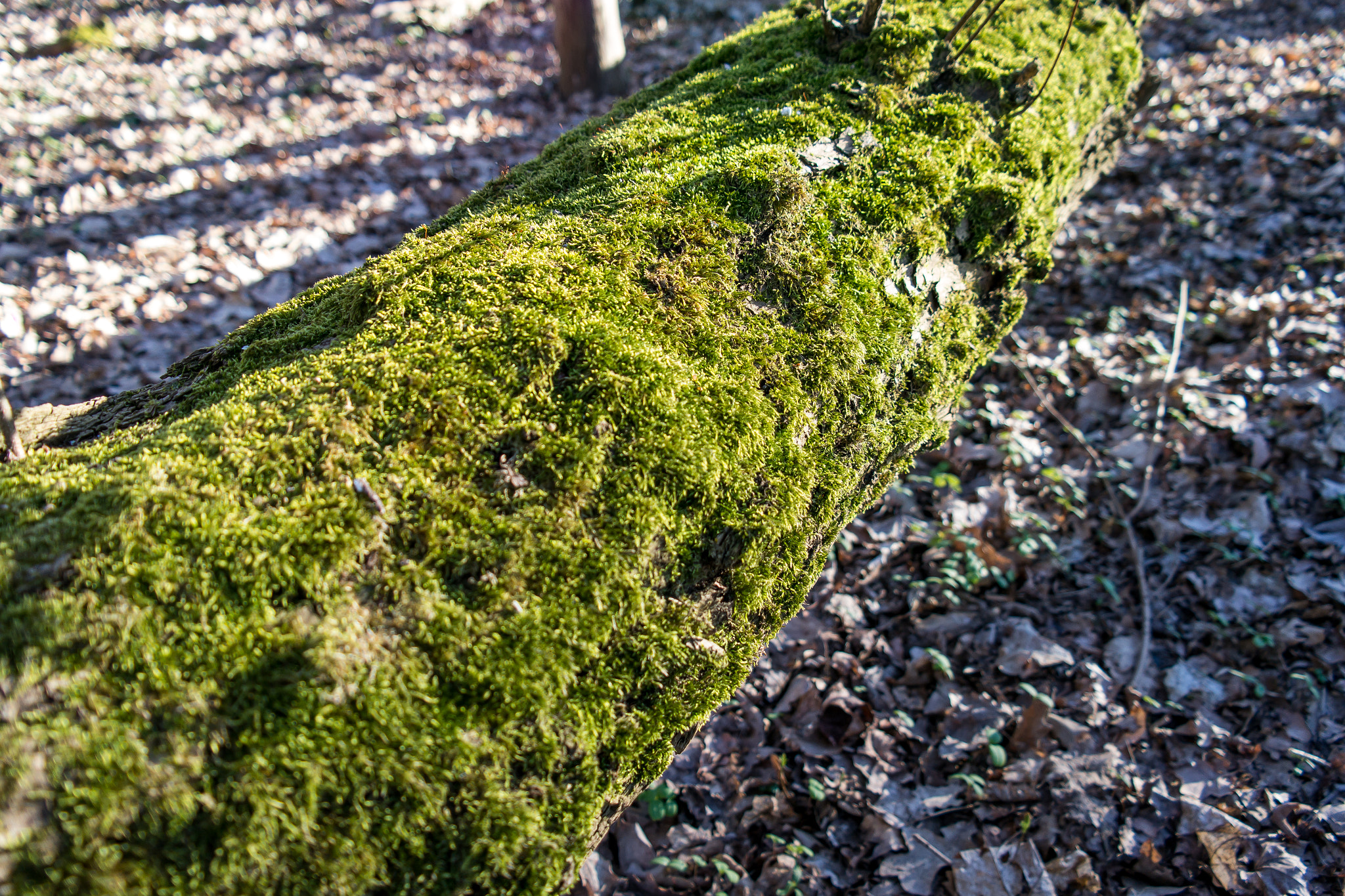 Samsung NX300 + Samsung NX 18-55mm F3.5-5.6 OIS sample photo. Forest photography