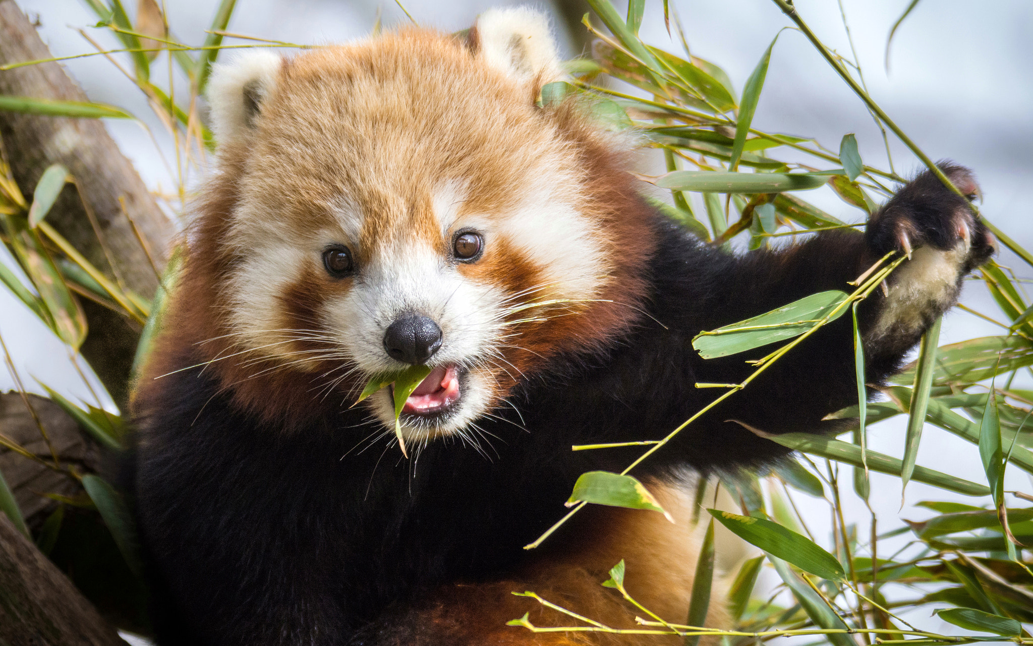 Nikon D7100 sample photo. Kleiner panda (red panda) photography