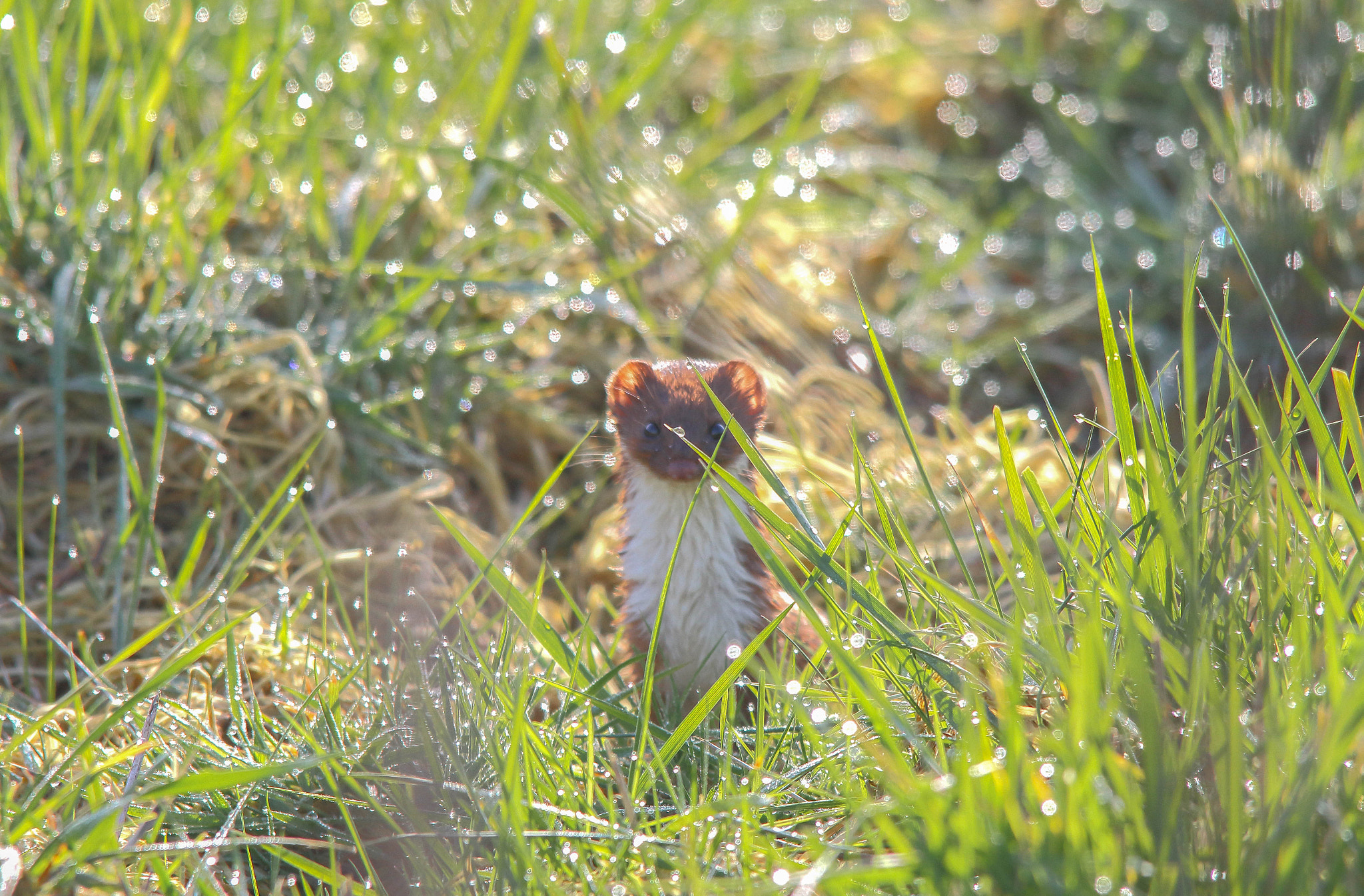 Sigma 150-500mm F5-6.3 DG OS HSM sample photo. Stoat photography