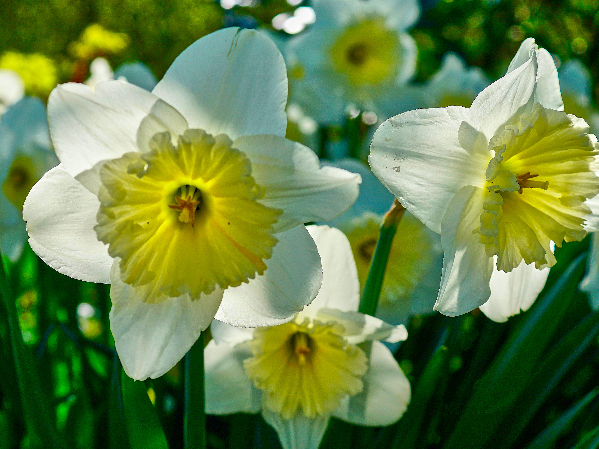 Sony DT 30mm F2.8 Macro SAM sample photo. Narcissus photography